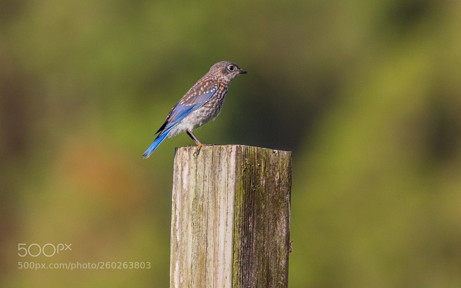 Canon EOS 5DS R sample photo. Fledgling bluebird returns photography