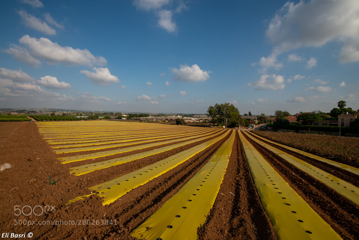 Nikon D800 sample photo. Field photography