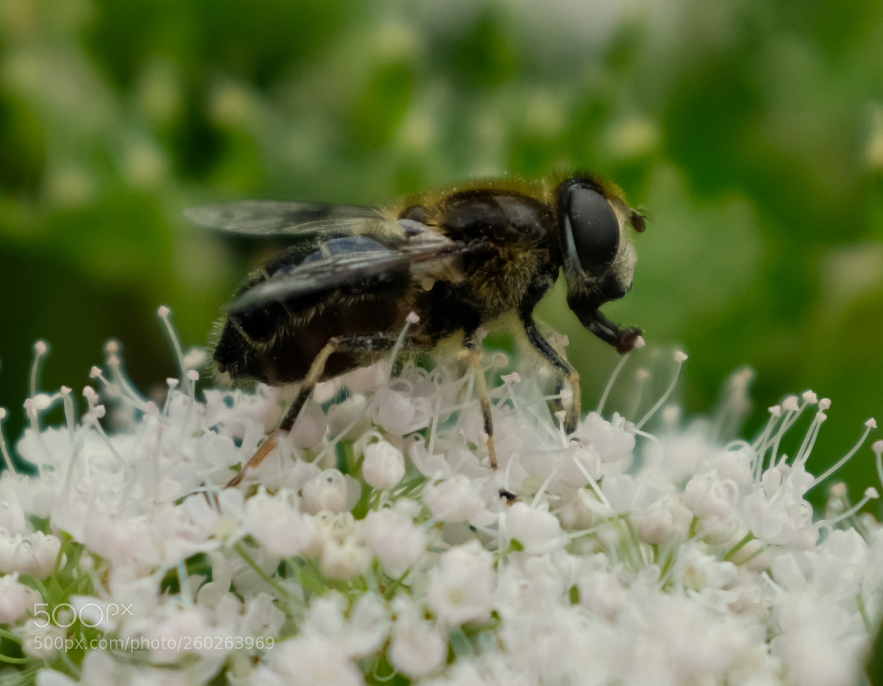 Fujifilm X100F sample photo. Bee photography