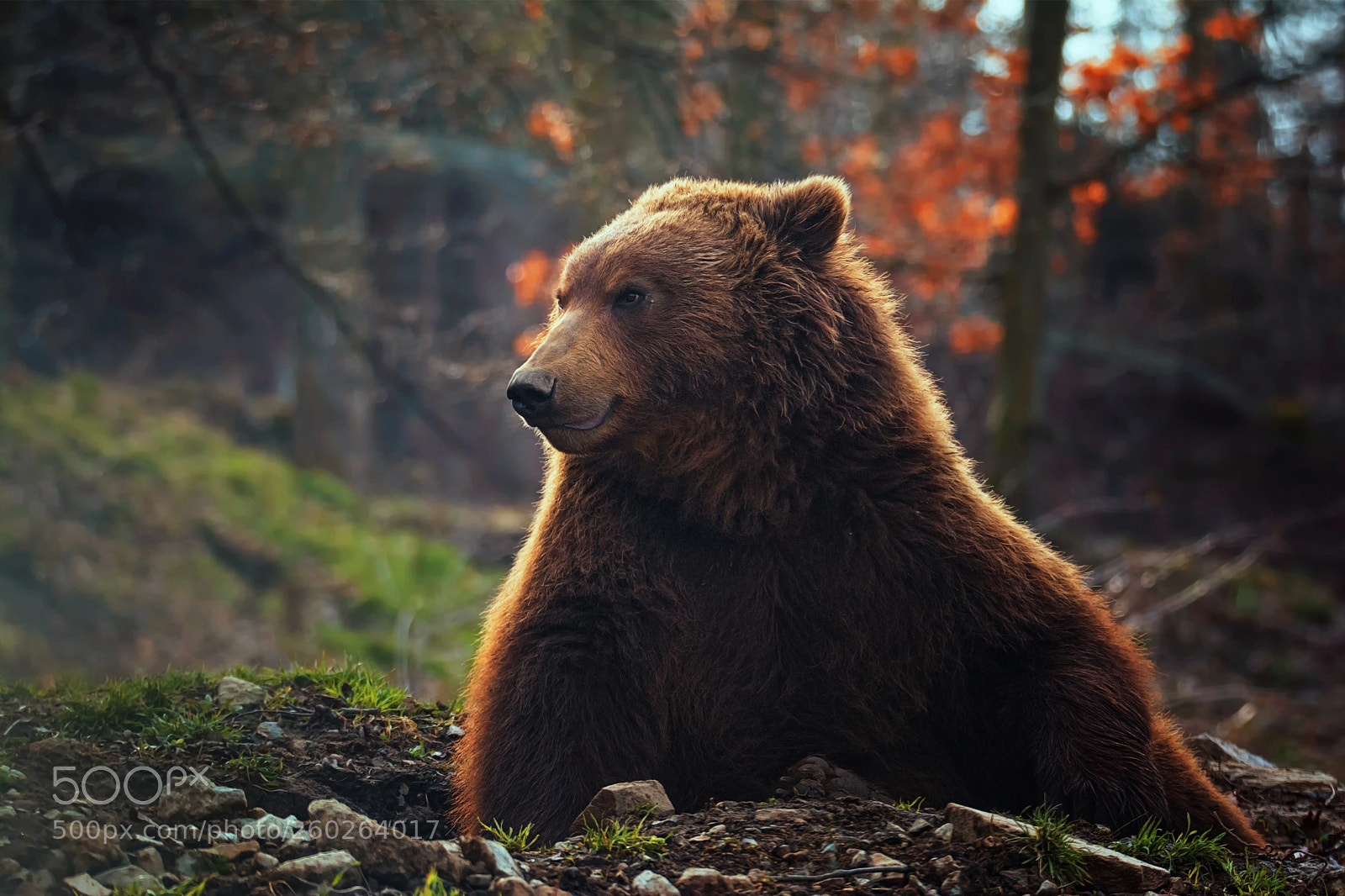 Nikon D7100 sample photo. Brown bear photography