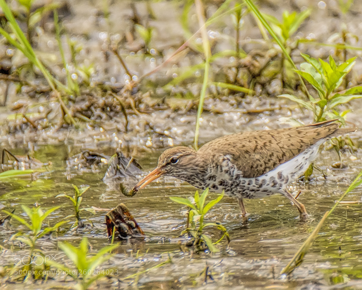 Nikon D7000 sample photo. Spotted sandpiper photography