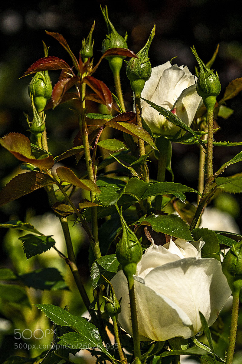 Sony a6300 sample photo. Blüten 310518-010 photography