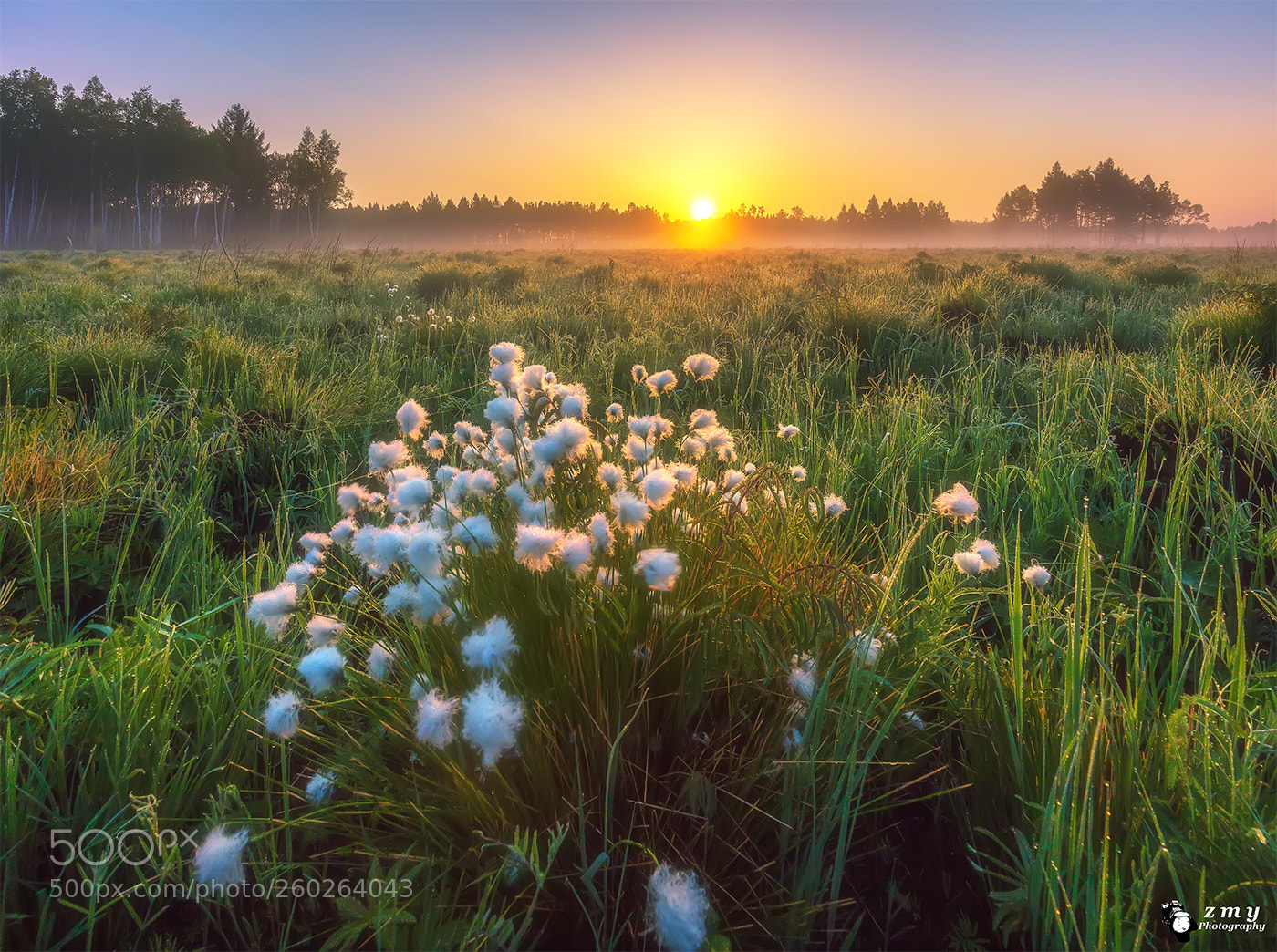 Canon EOS 5DS R sample photo. Morning light of wetland photography