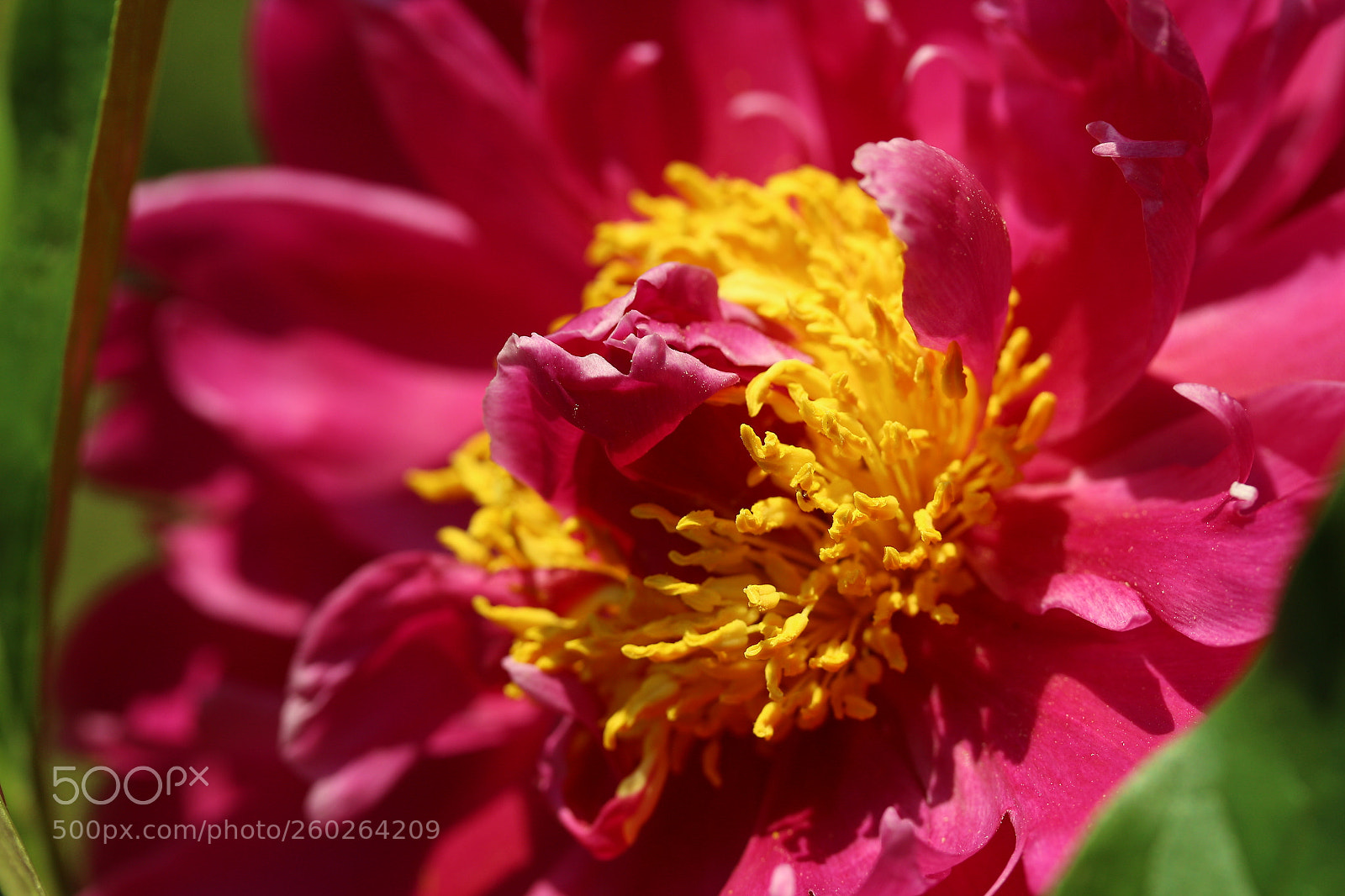 Canon EF-S 60mm F2.8 Macro USM sample photo. Paeonia in bloom photography