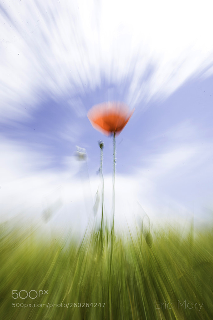 Canon EOS 5D Mark II sample photo. Coquelicot photography