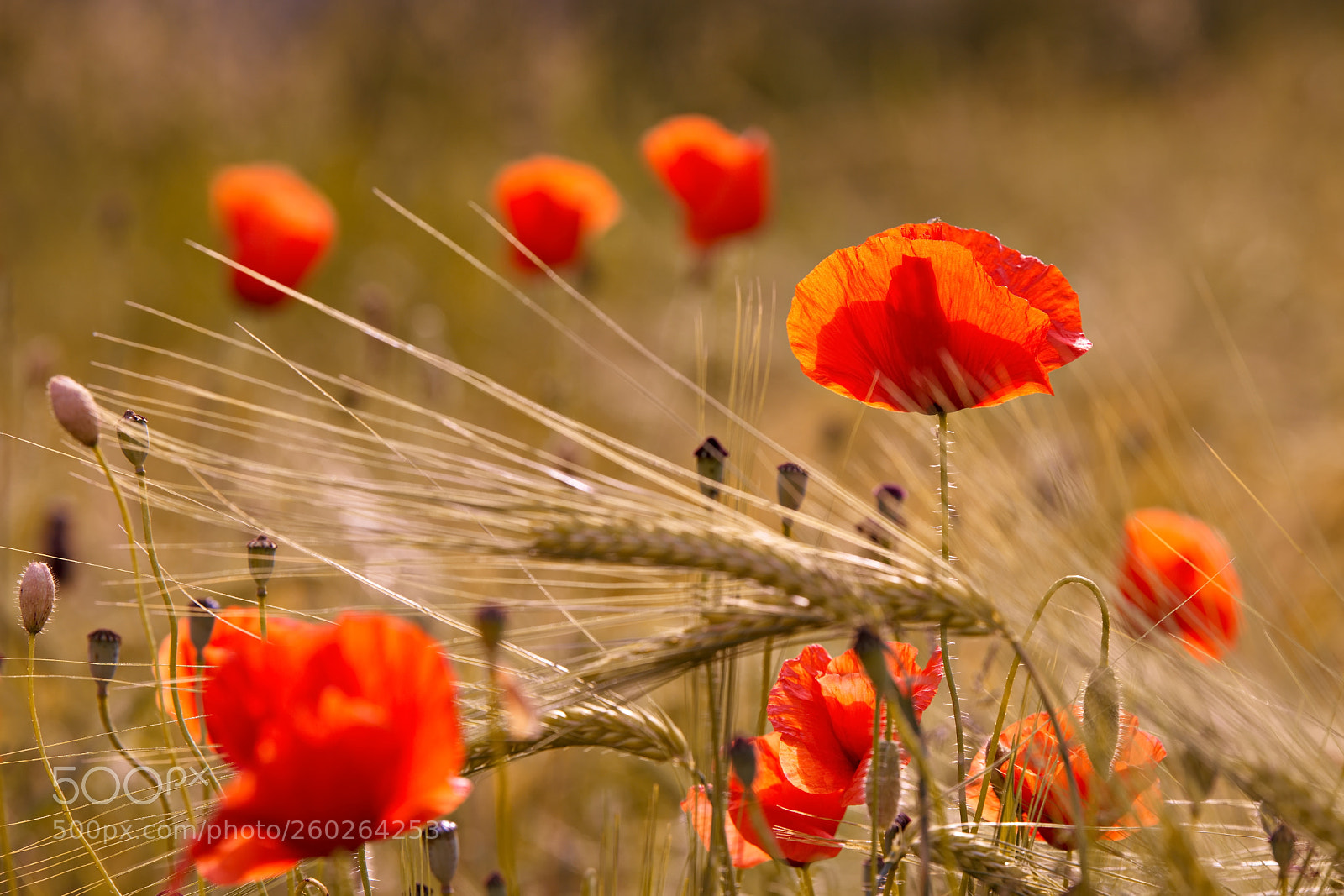 Canon EOS 6D Mark II sample photo. Poppy time photography