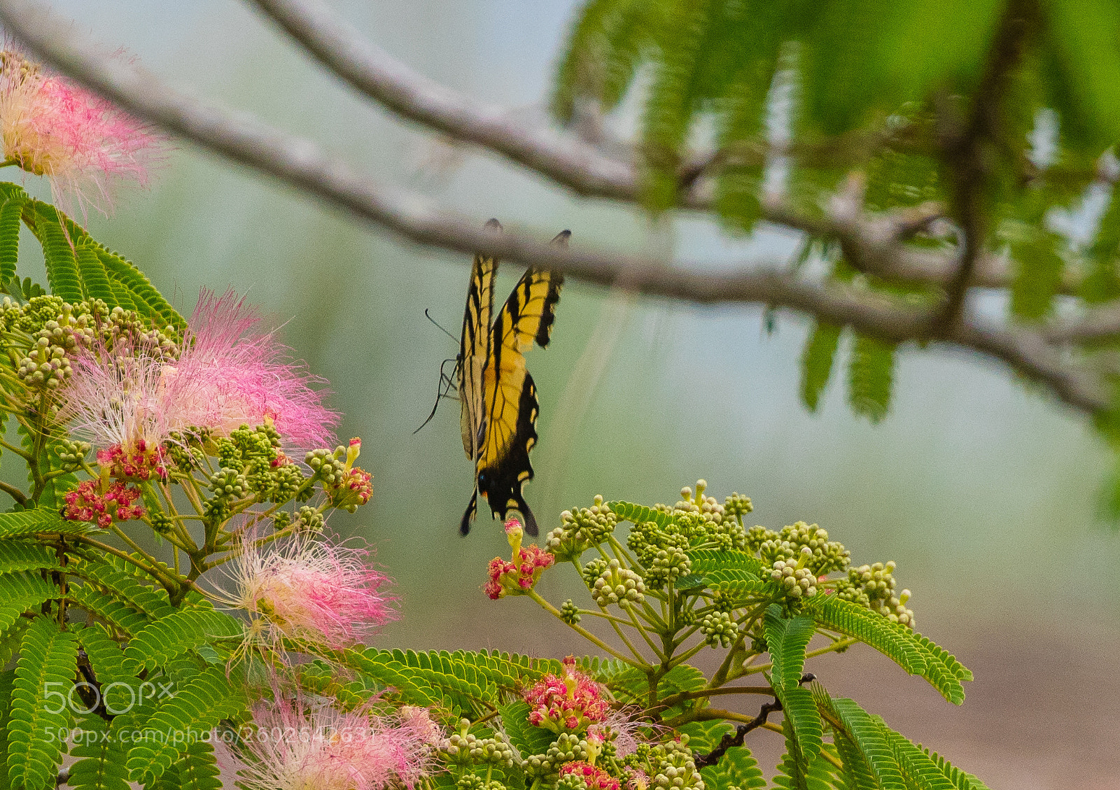 Canon EOS 5DS R sample photo. Between pinks photography