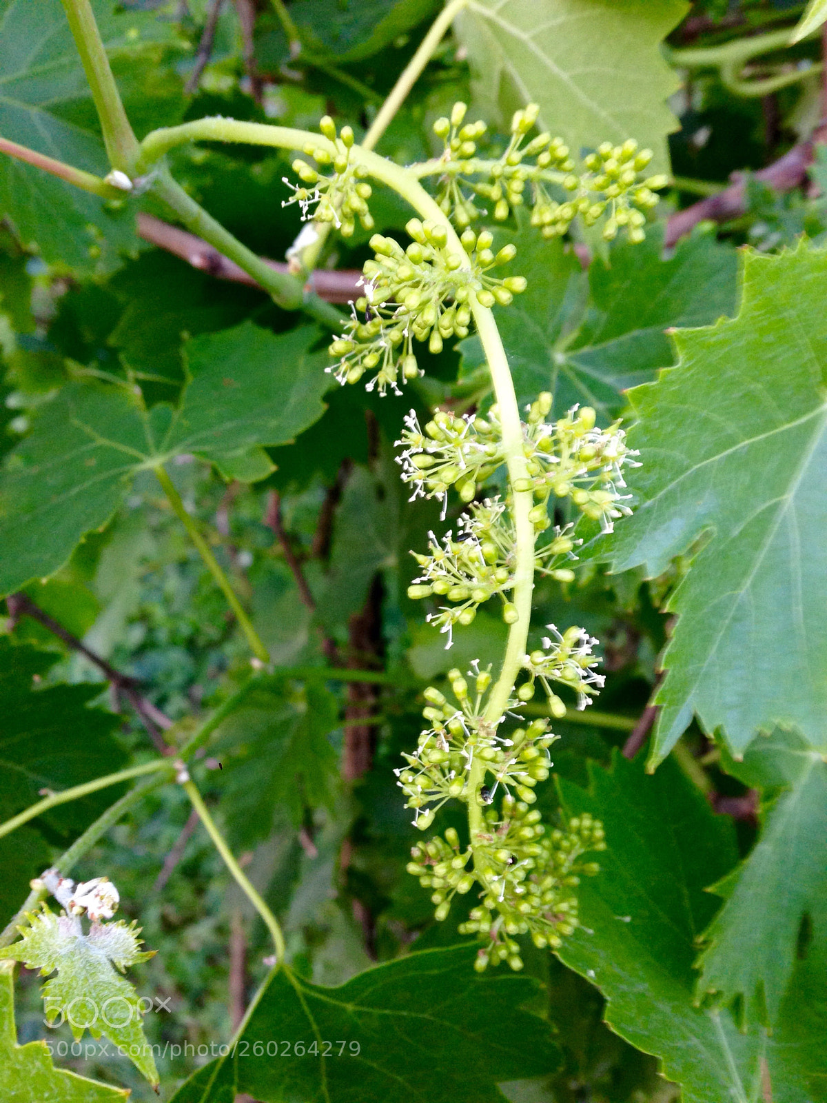 Apple iPhone 5 sample photo. In vino veritas 2 photography
