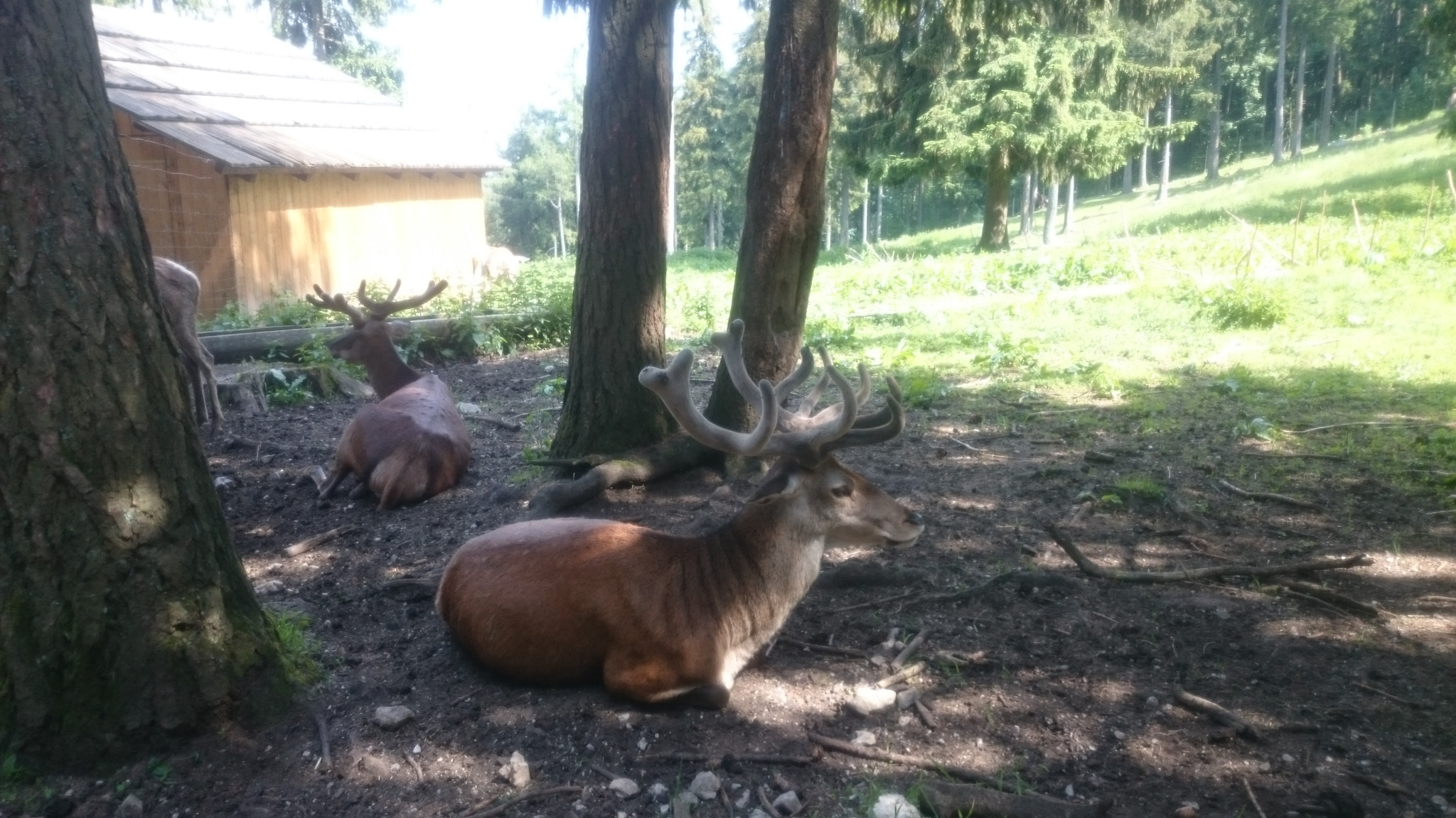 Sony Xperia Z2 sample photo. Deer photography