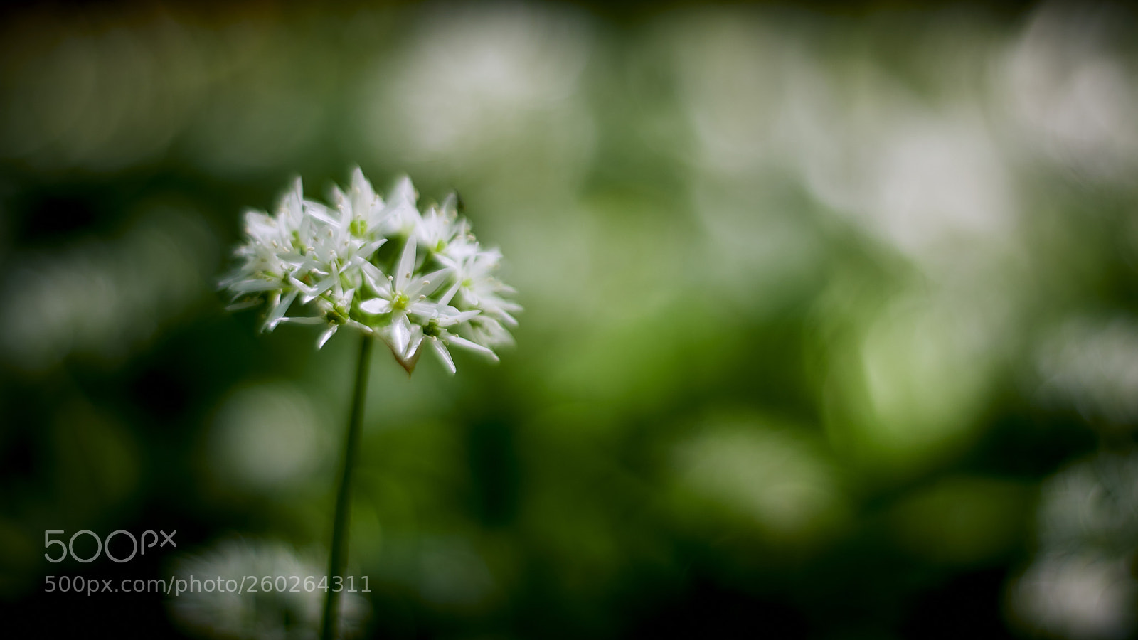 Nikon D800E sample photo. Dreamscapes photography