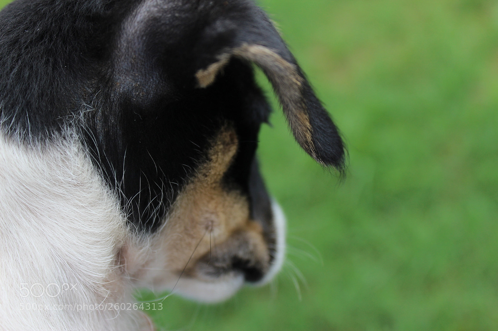 Canon EOS 1200D (EOS Rebel T5 / EOS Kiss X70 / EOS Hi) sample photo. Img photography
