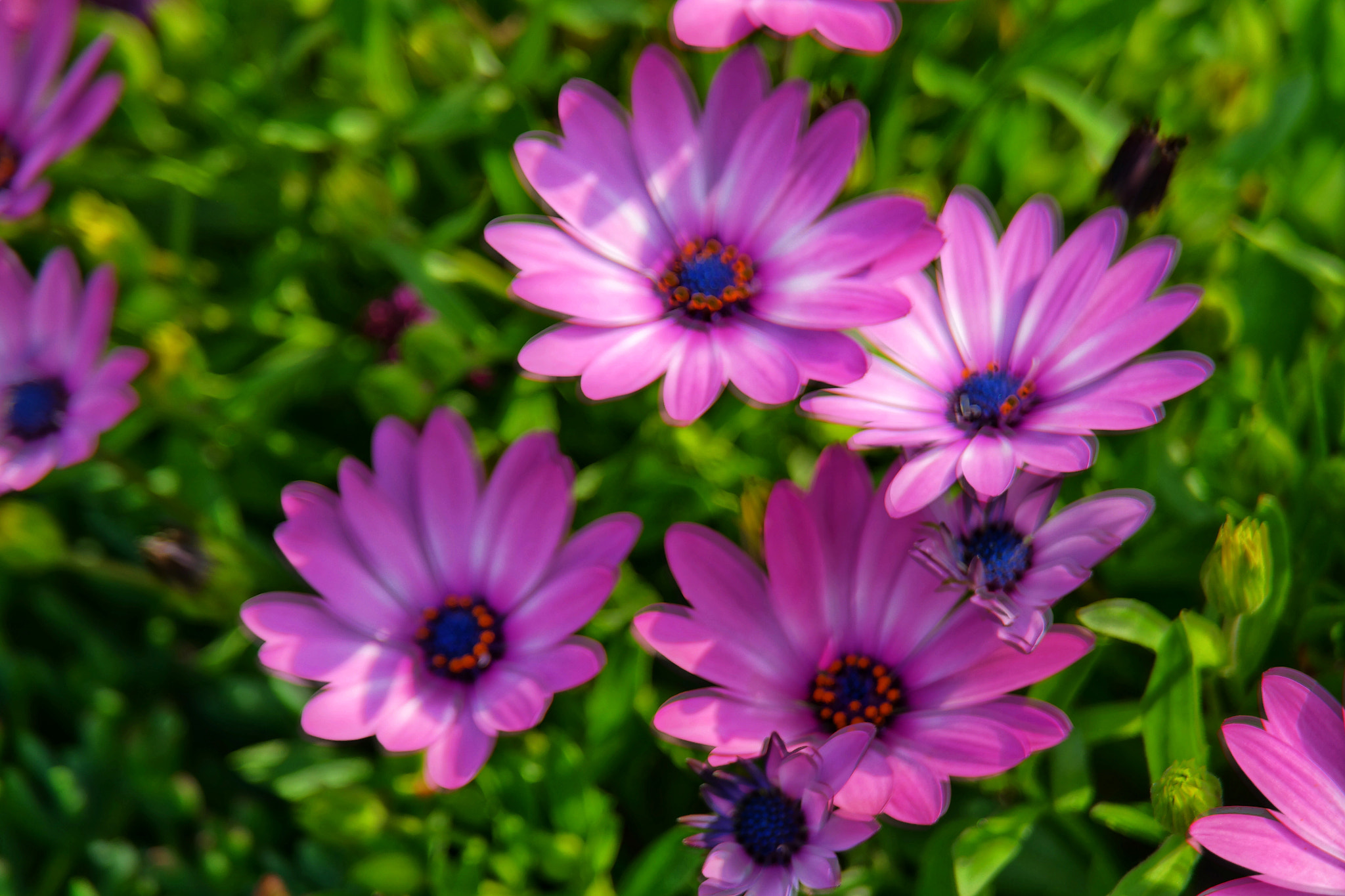 Samsung NX30 sample photo. Mother nature's color therapy photography