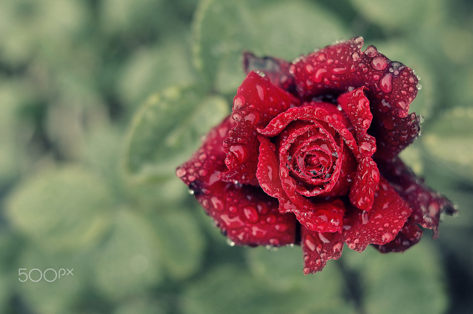 Nikon D3200 + Nikon AF-S Nikkor 50mm F1.4G sample photo. Red rose photography