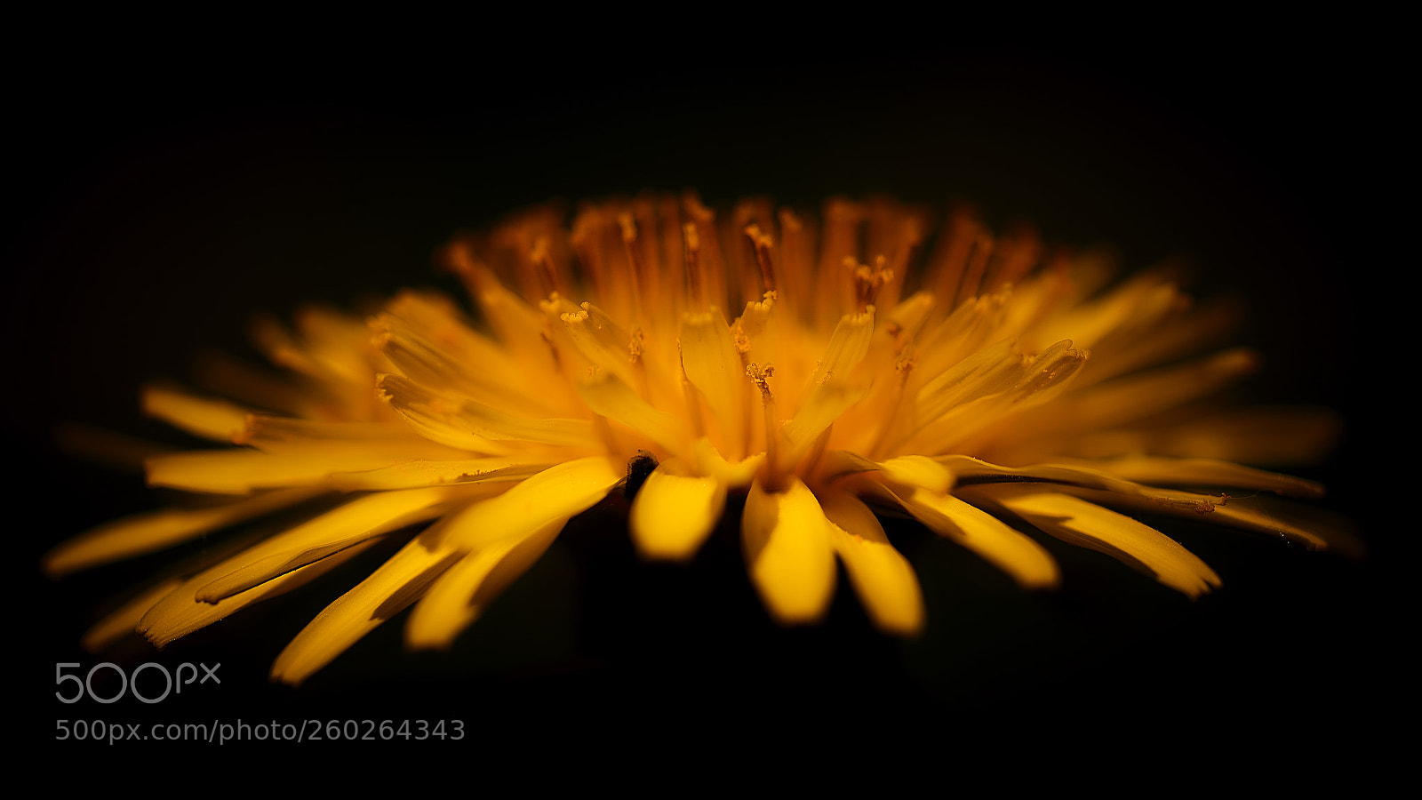 Nikon D800E sample photo. Dandelion on fire photography
