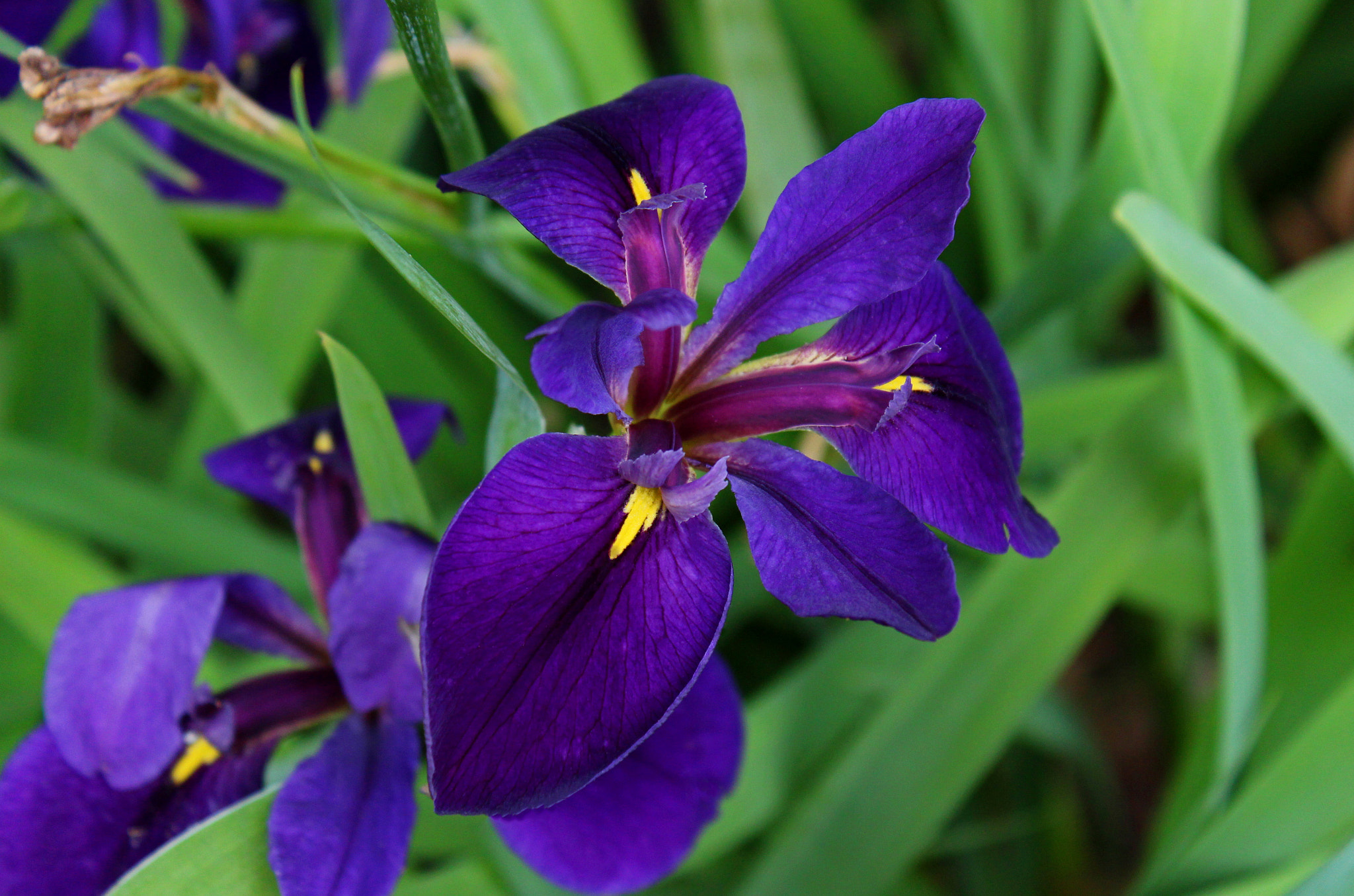 Canon EOS 650D (EOS Rebel T4i / EOS Kiss X6i) sample photo. Amethyst impressions photography