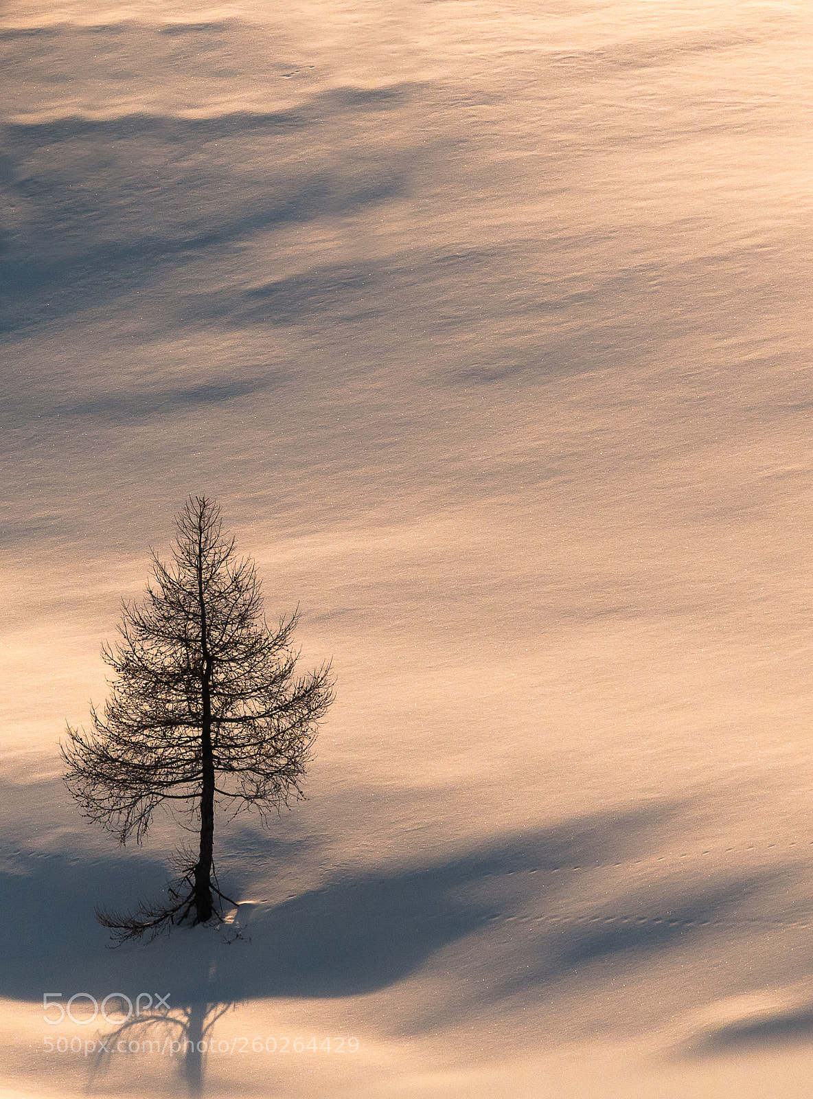 Nikon D300 sample photo. The lone tree photography