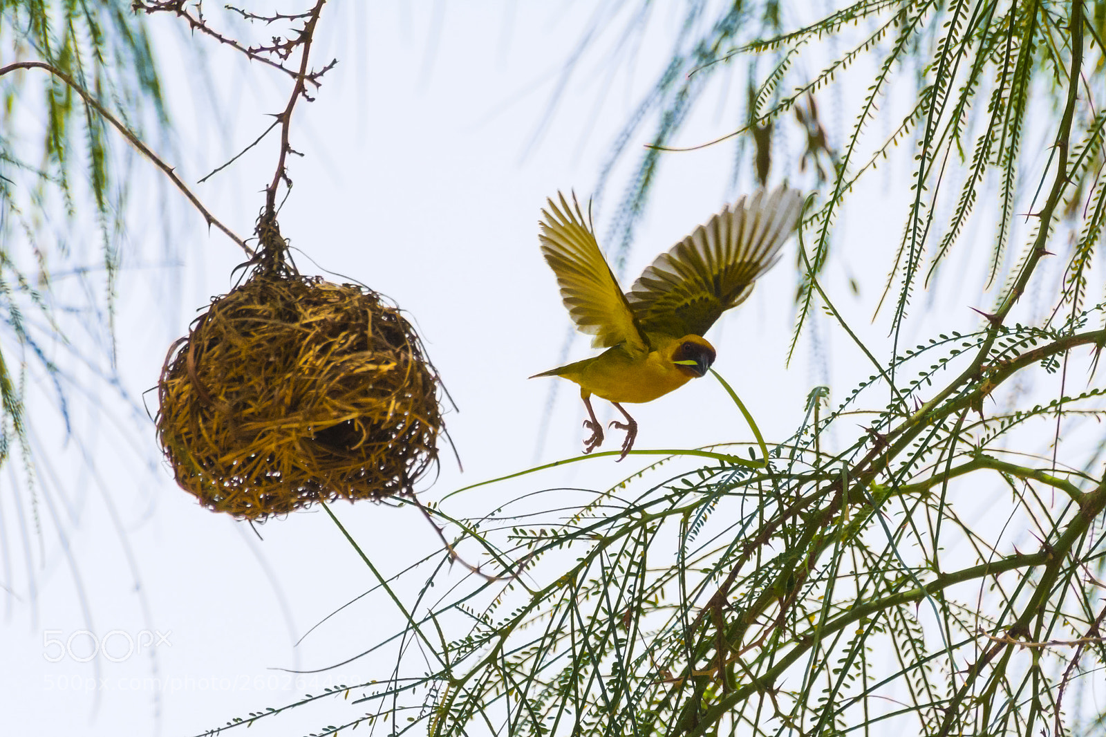 Nikon D7100 sample photo. Bird nest photography