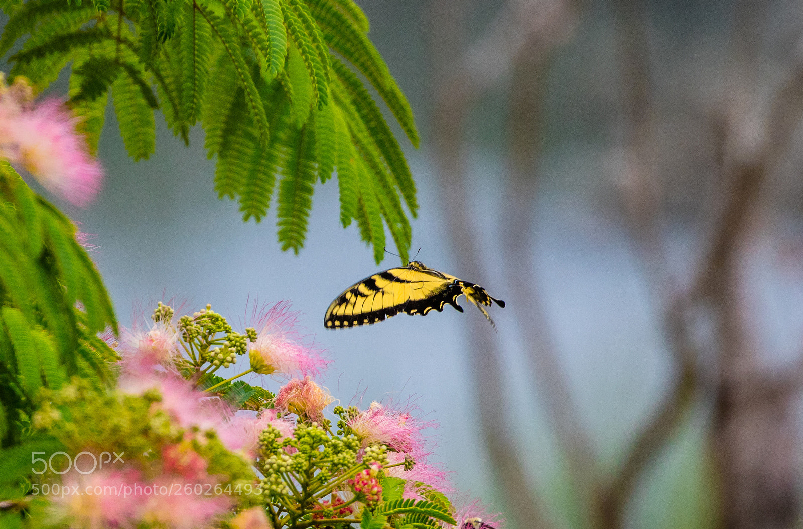 Canon EOS 5DS R sample photo. Floating yellow photography