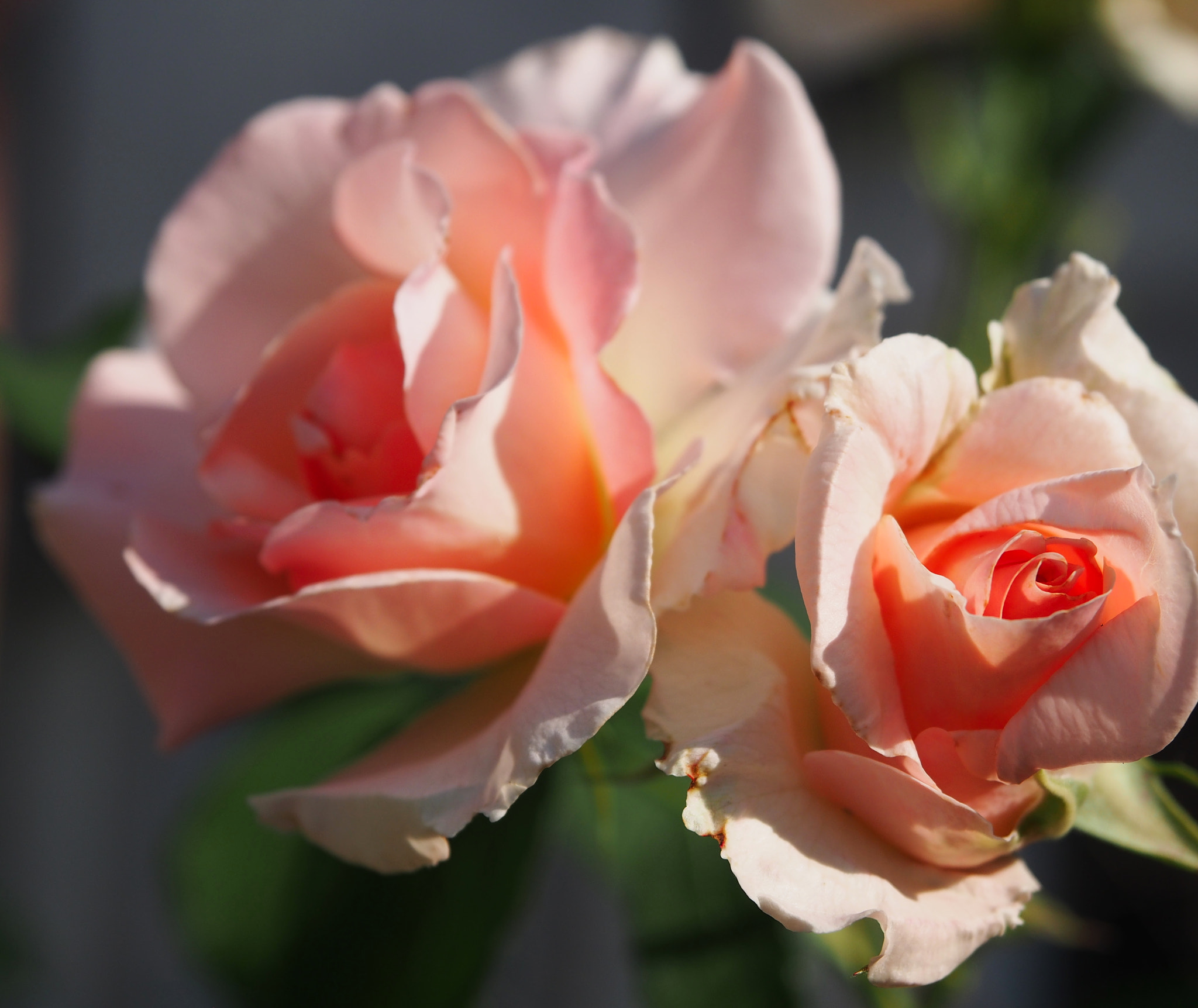 Olympus PEN E-PL5 sample photo. Soft rose photography
