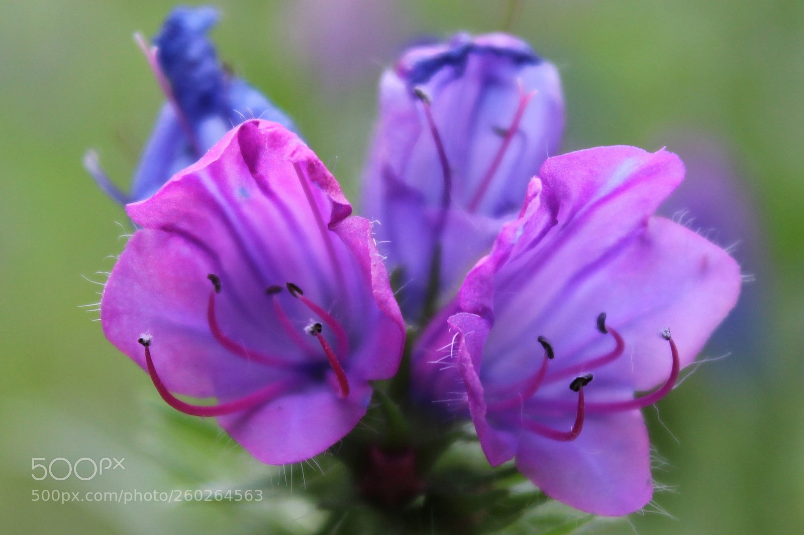 Canon EOS 1200D (EOS Rebel T5 / EOS Kiss X70 / EOS Hi) sample photo. () photography