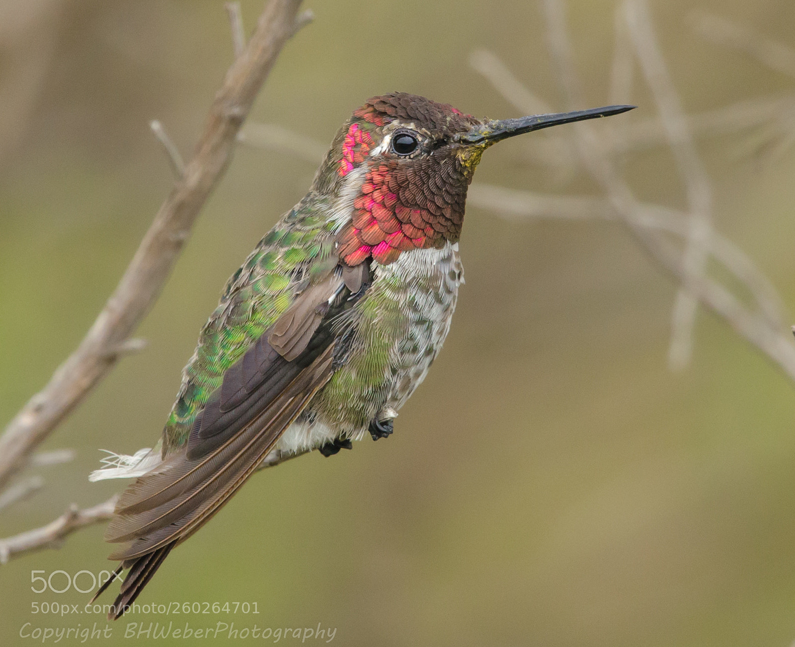 Nikon D7000 sample photo. Anna's hummingbird photography