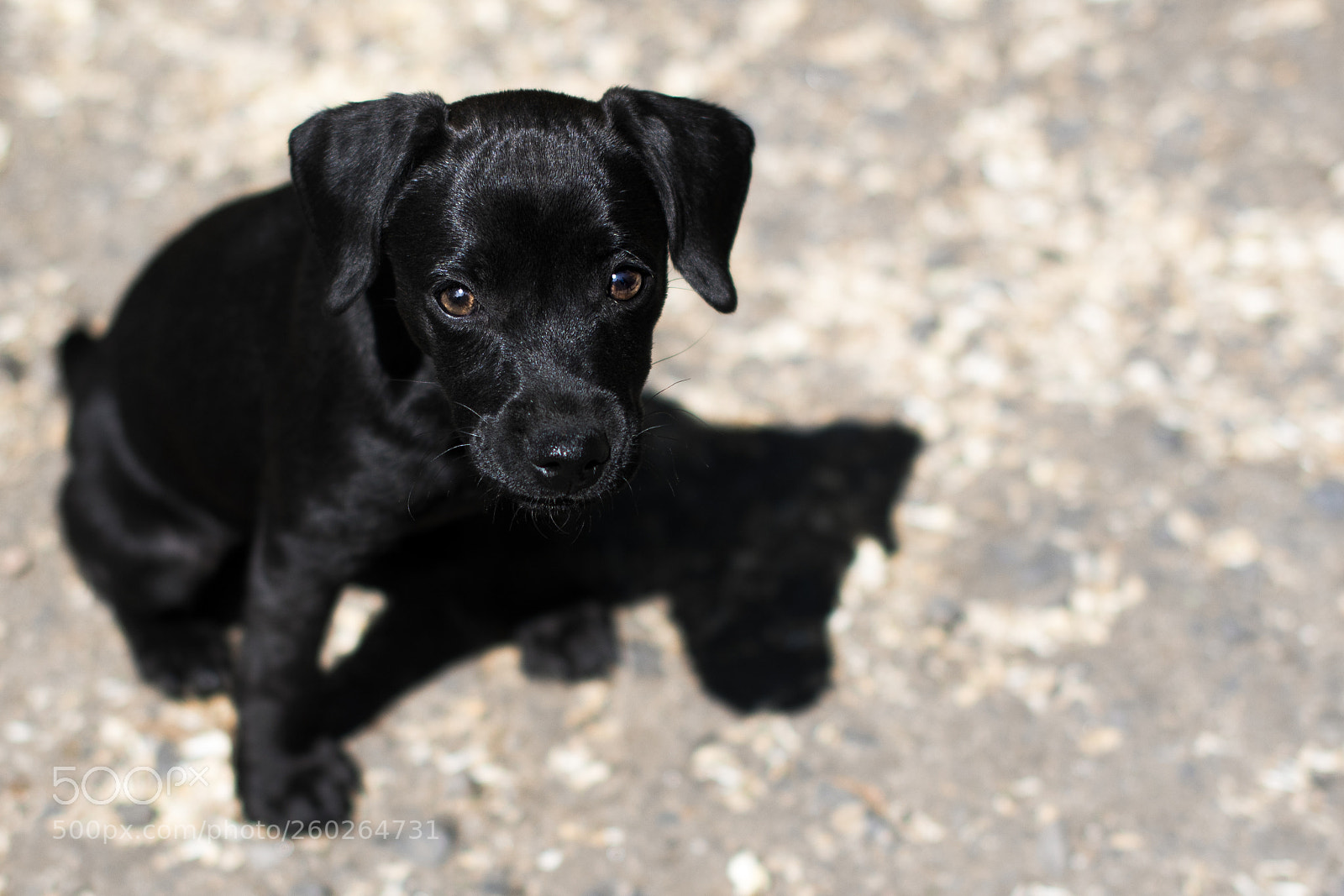 Nikon D500 sample photo. Puppy and its shadow photography