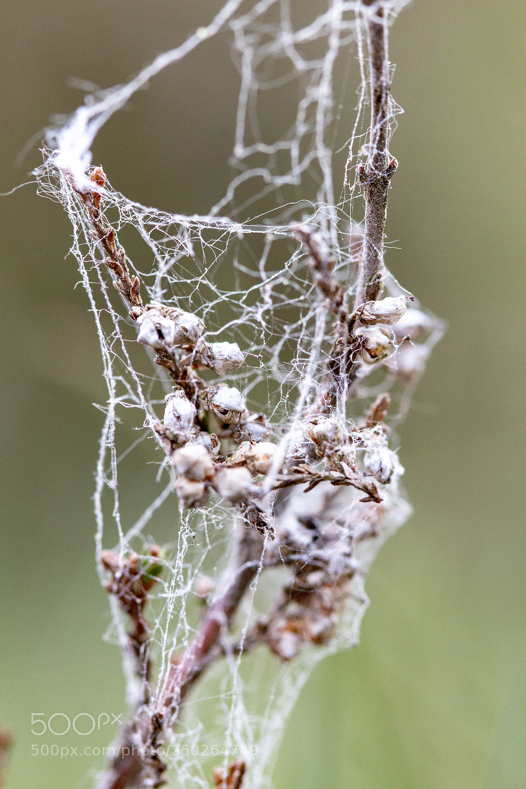 Canon EOS 70D sample photo. The web photography