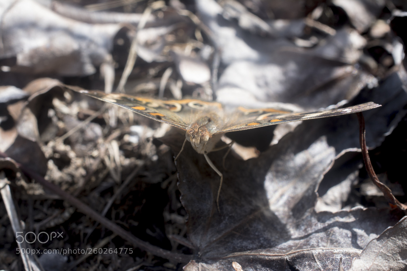 Nikon D7100 sample photo. Buckeye photography