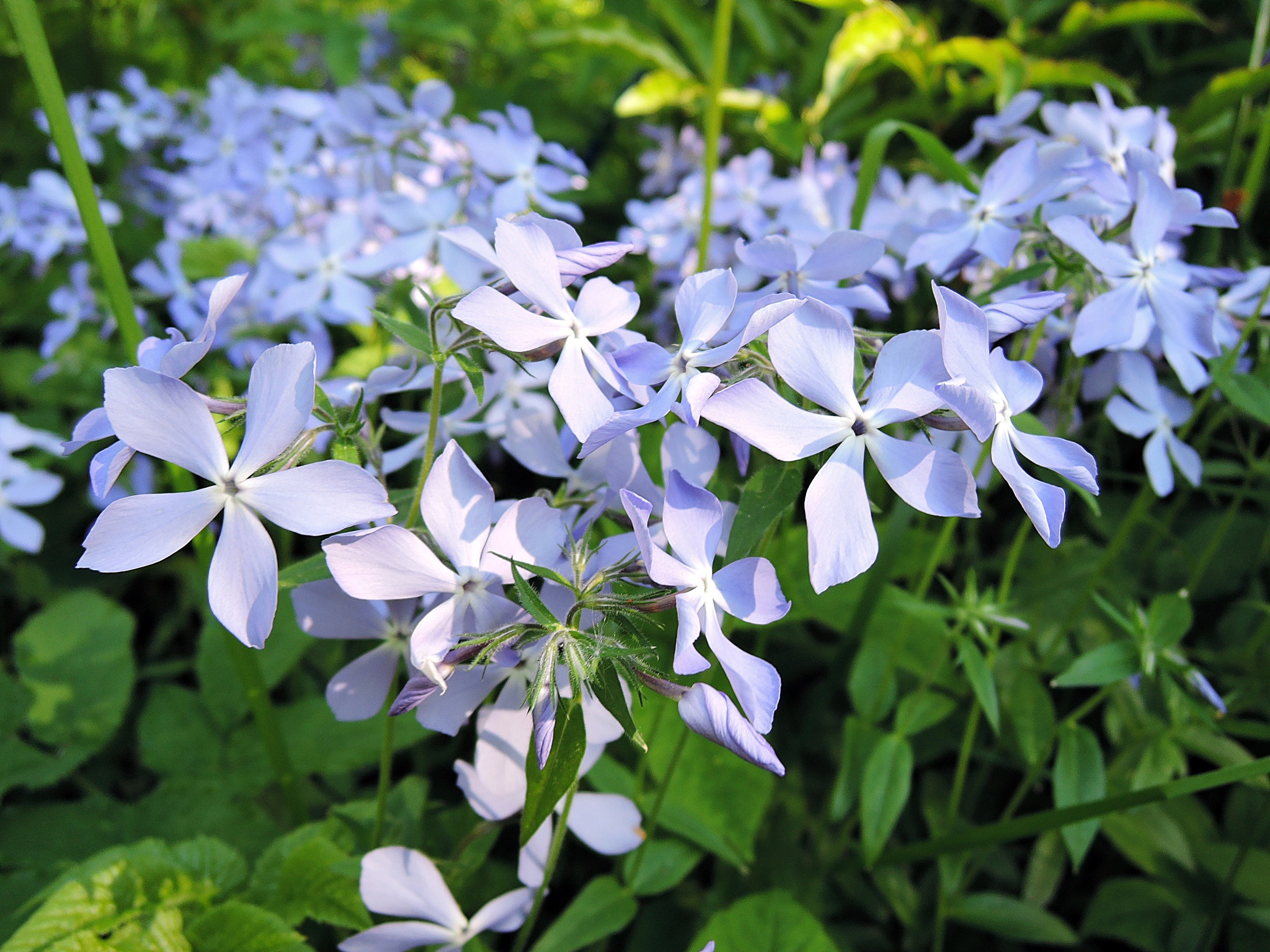 Nikon Coolpix P340 sample photo. Phlox clouds of perfume photography