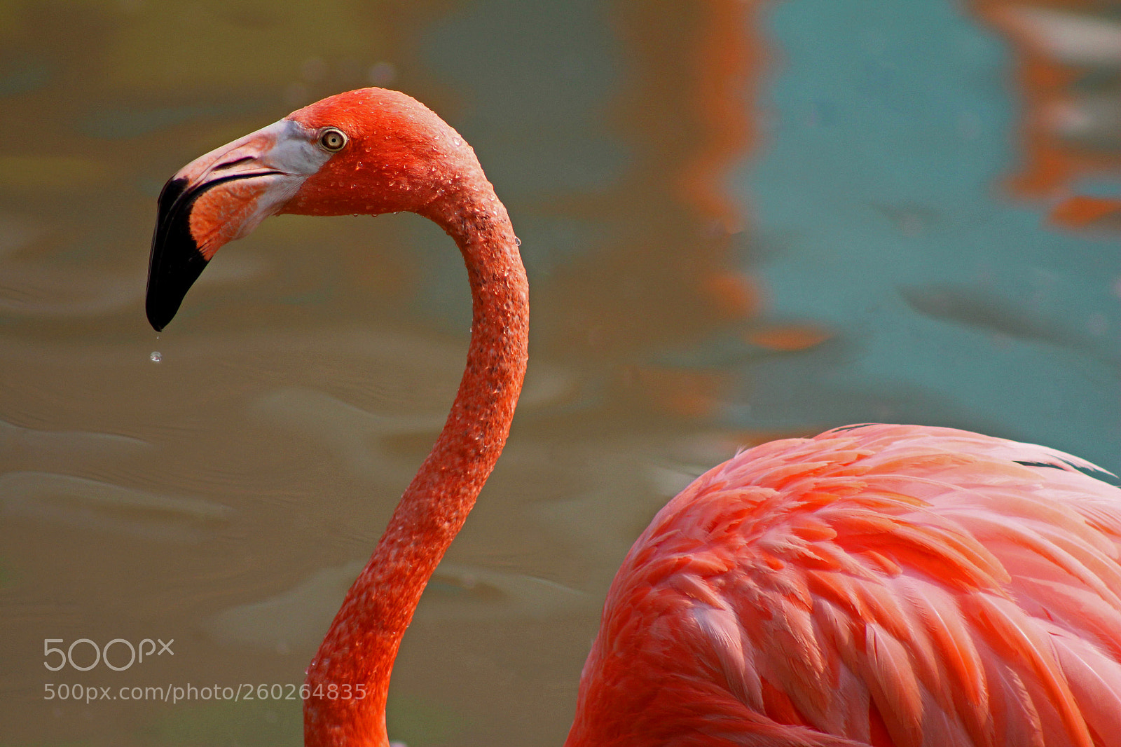 Canon EOS 700D (EOS Rebel T5i / EOS Kiss X7i) sample photo. Flaming flamingo photography