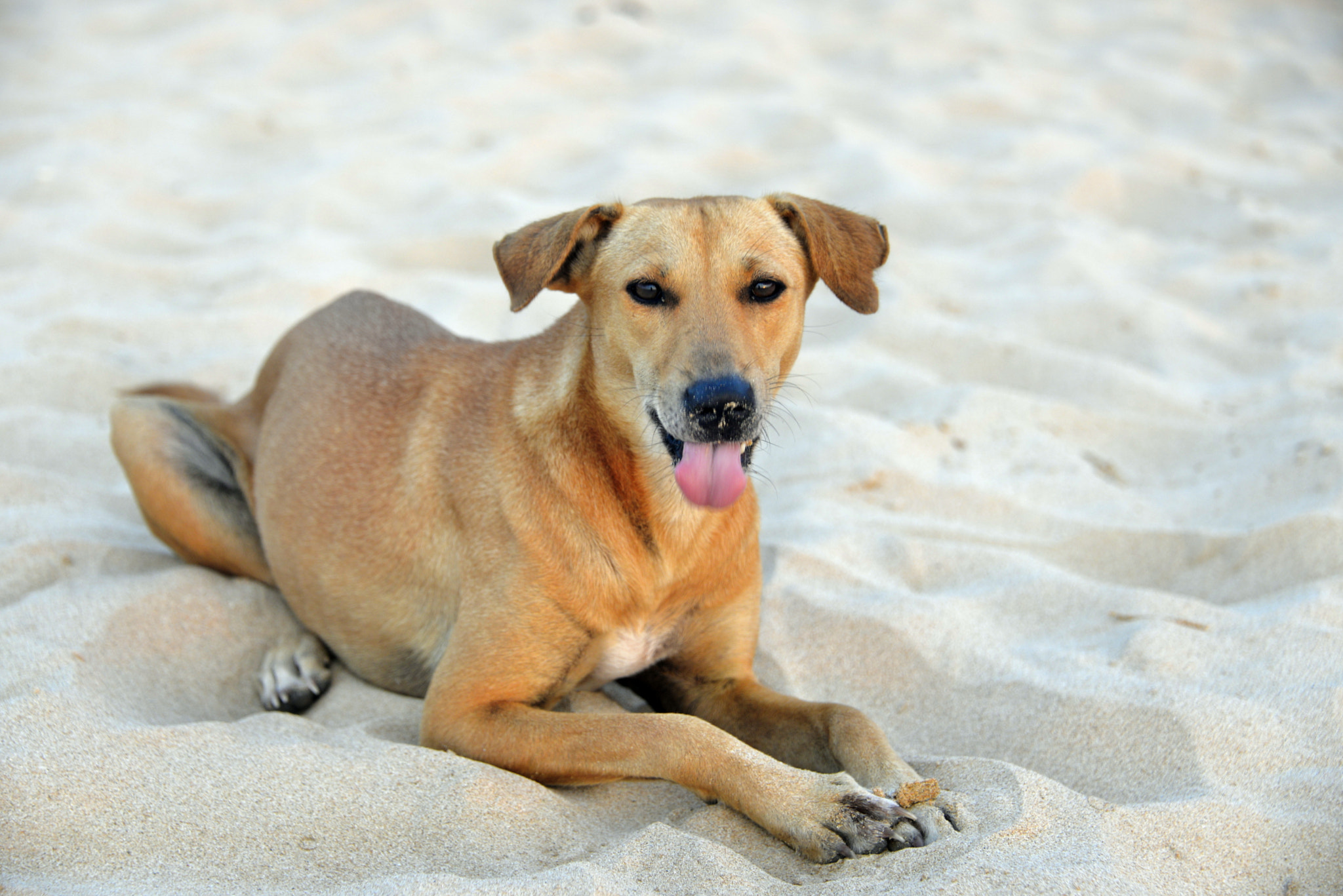 Nikon D610 sample photo. Dog on the beach photography