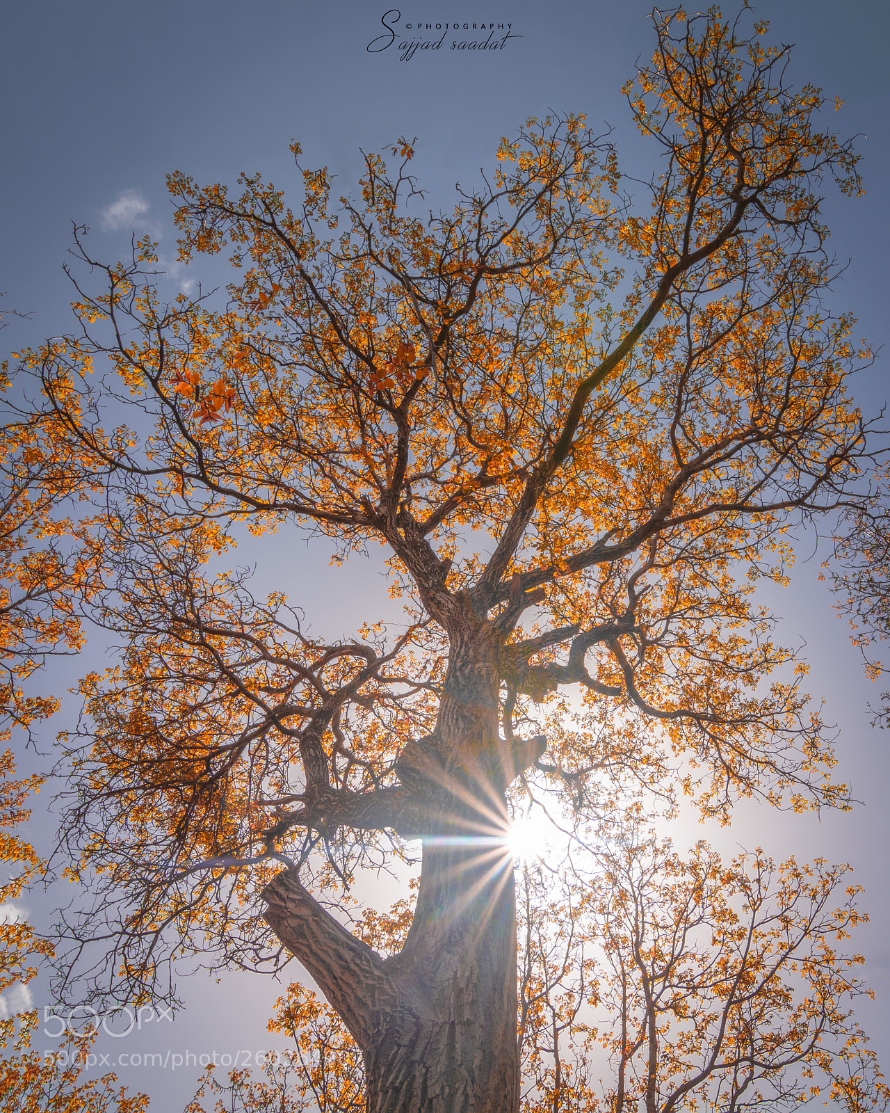 Nikon D7100 sample photo. Tree magic photography