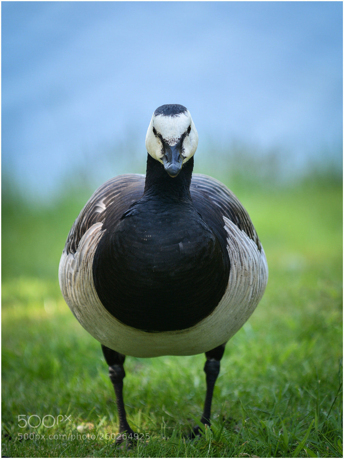 Nikon D7100 sample photo. Fat bird photography
