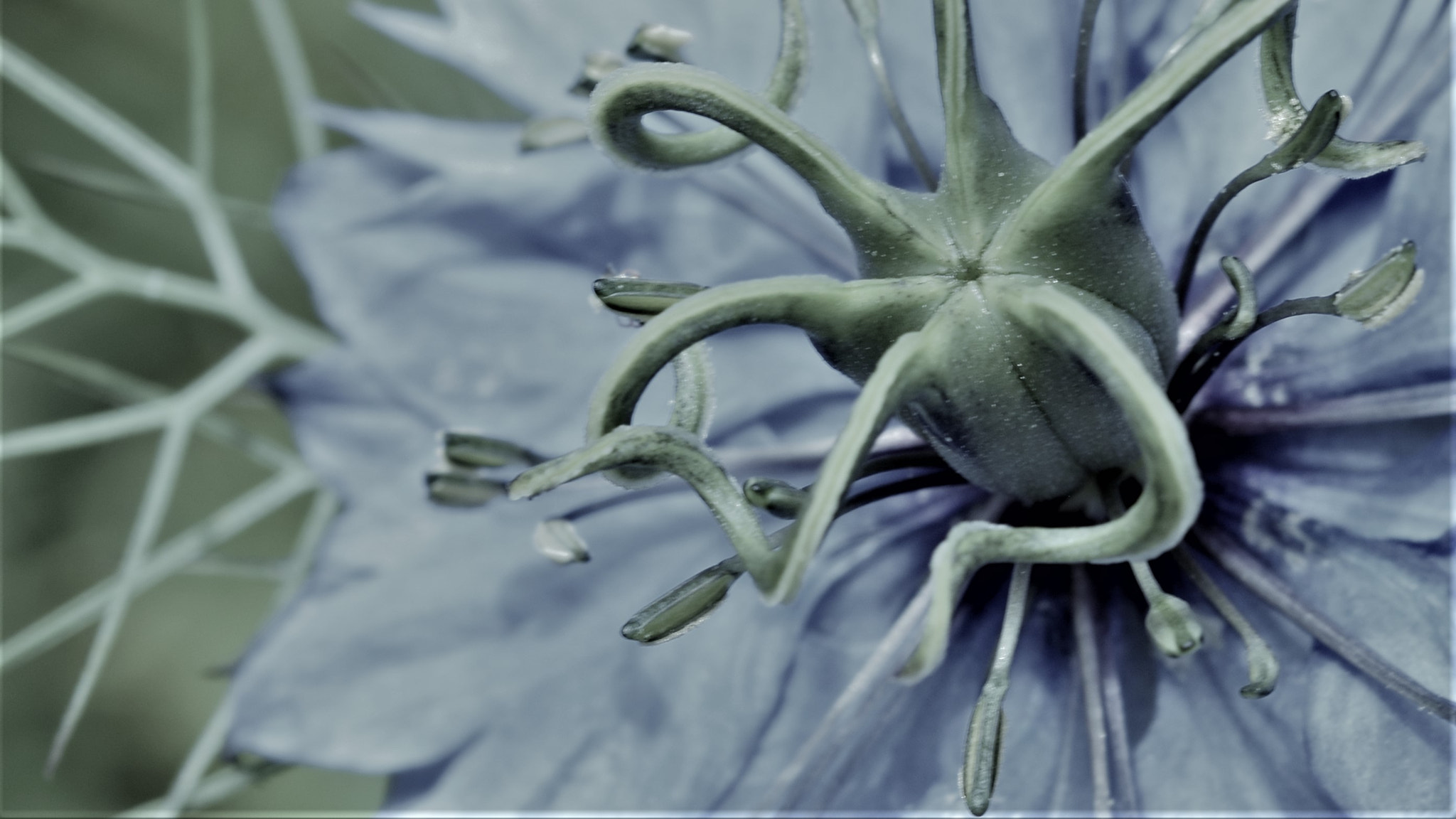 Nikon D5300 sample photo. Blue plant photography