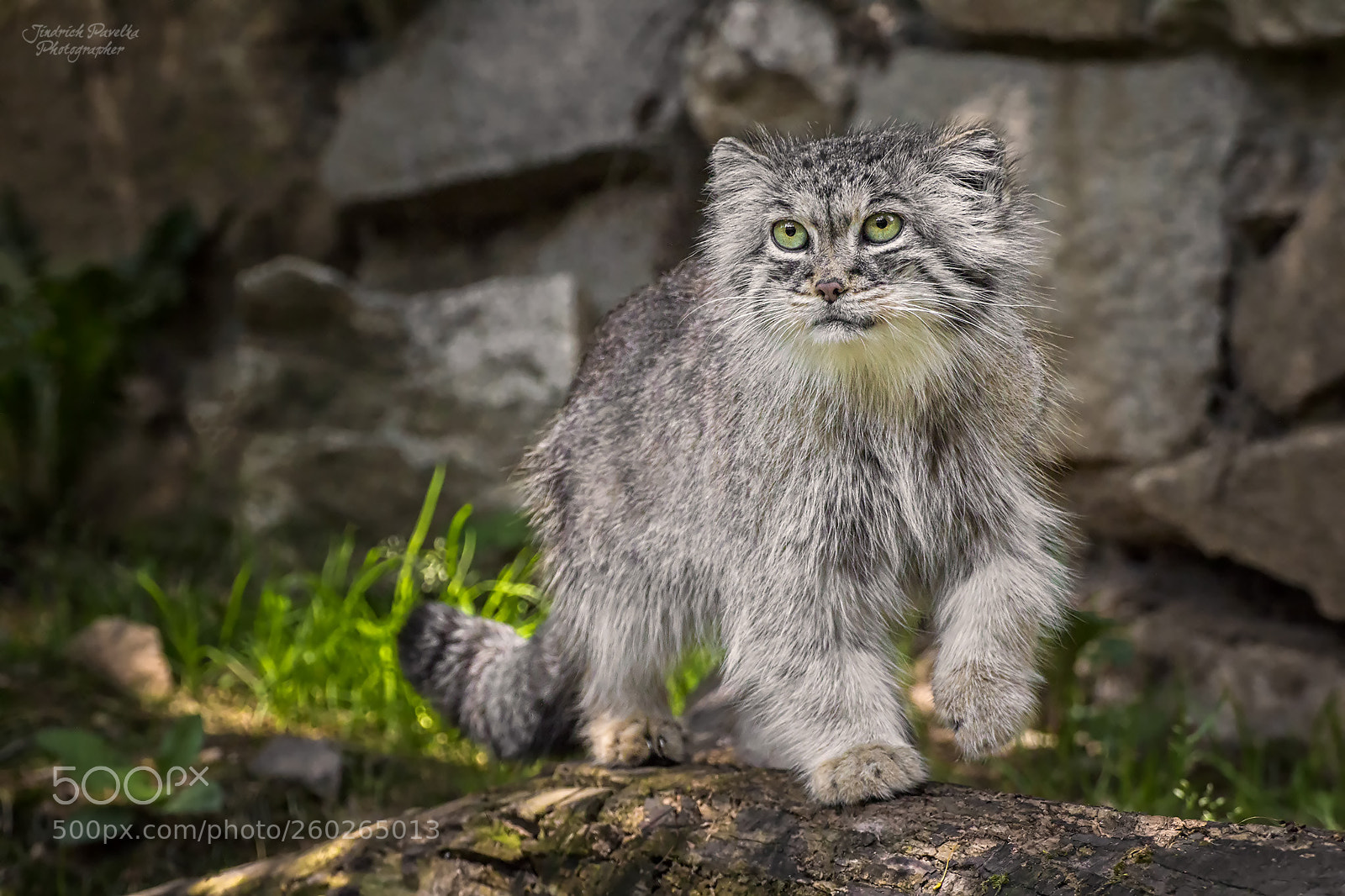 Canon EOS 100D (EOS Rebel SL1 / EOS Kiss X7) sample photo. Pallas cat / otocolobus manul photography