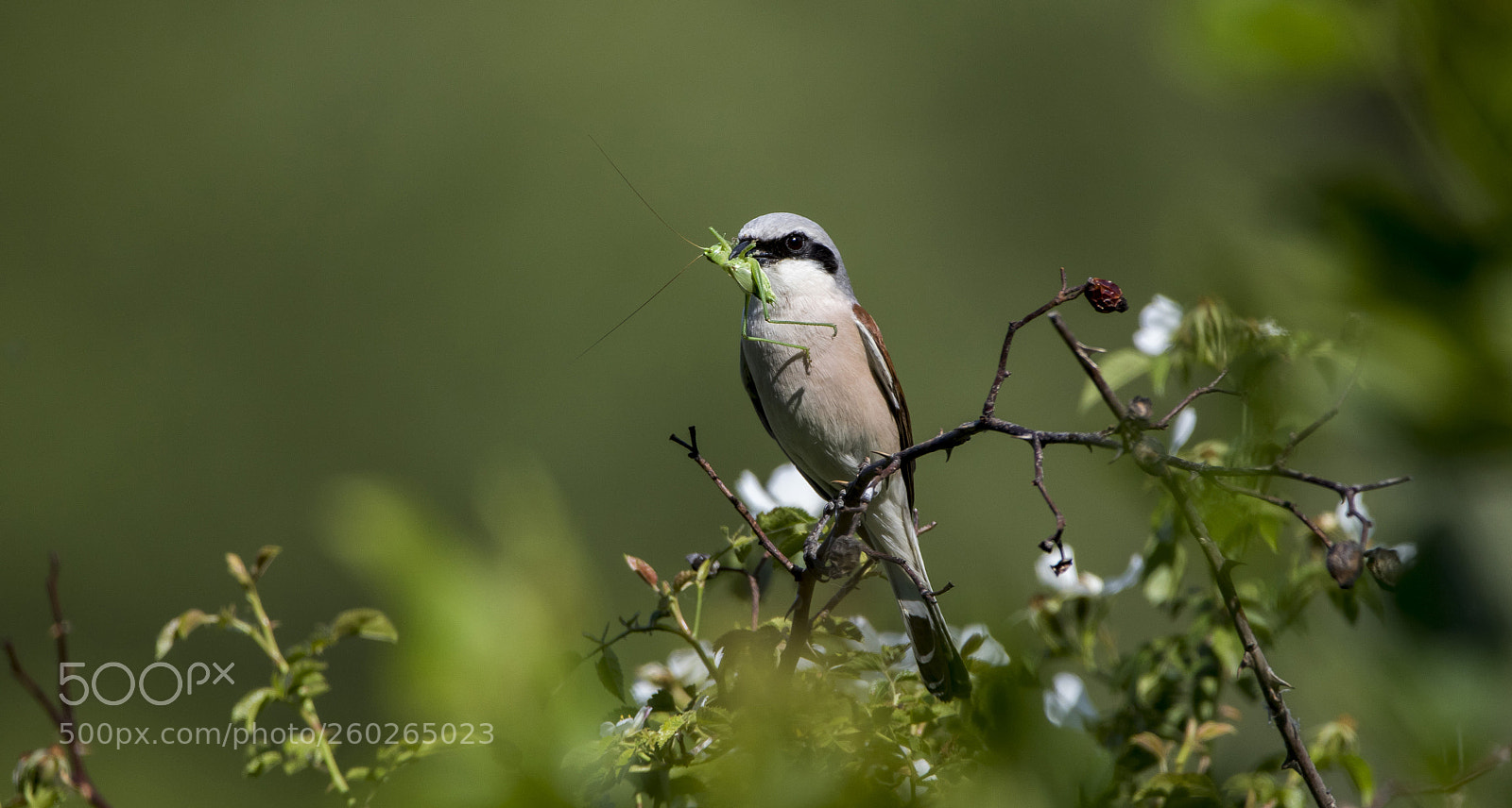 Canon EOS 7D Mark II sample photo. Birdie photography