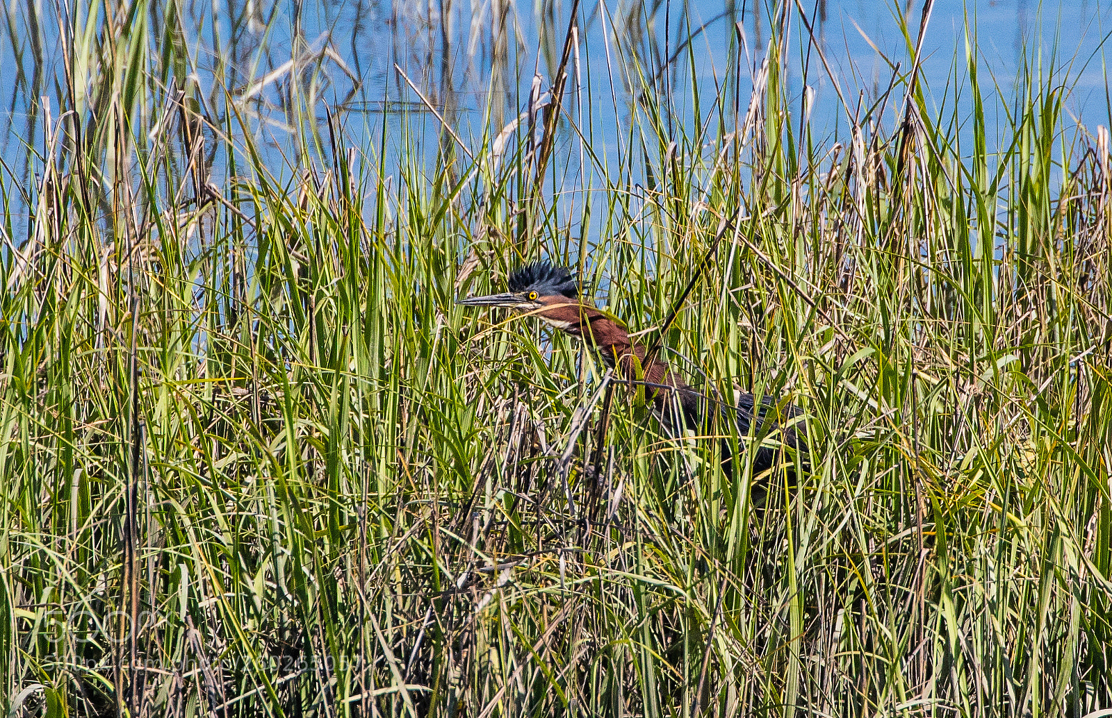 Canon EOS 5DS R sample photo. Intense green heron photography