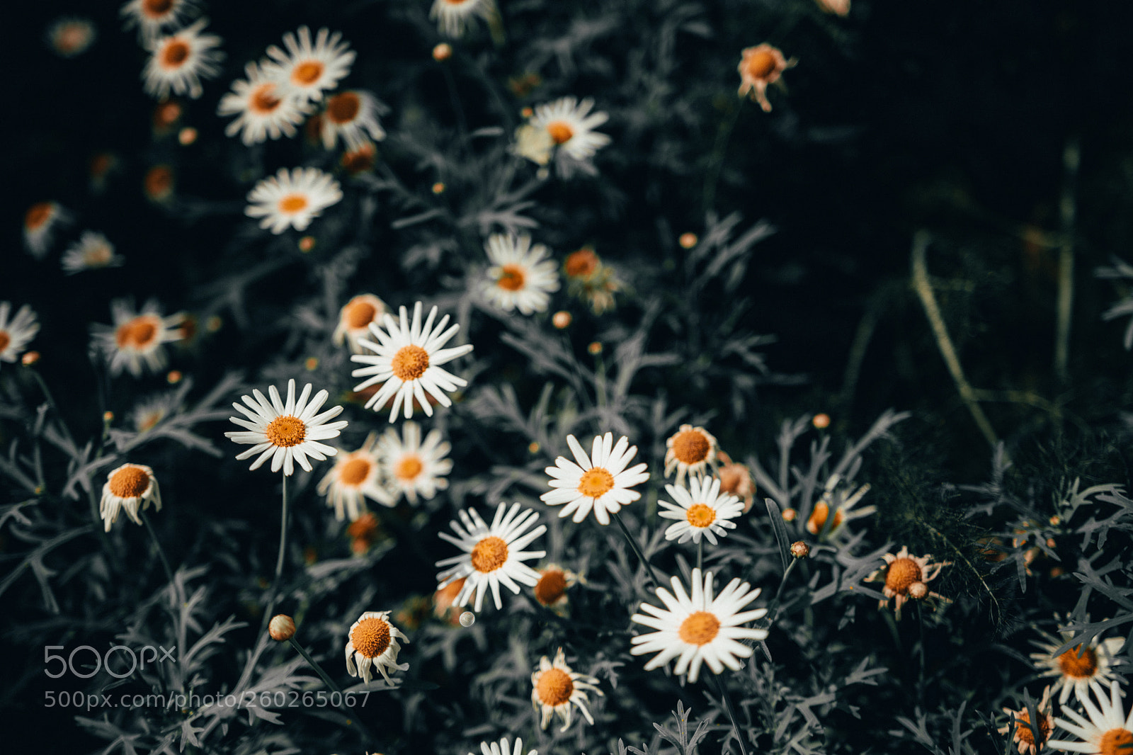 Nikon D5500 sample photo. Daisies photography