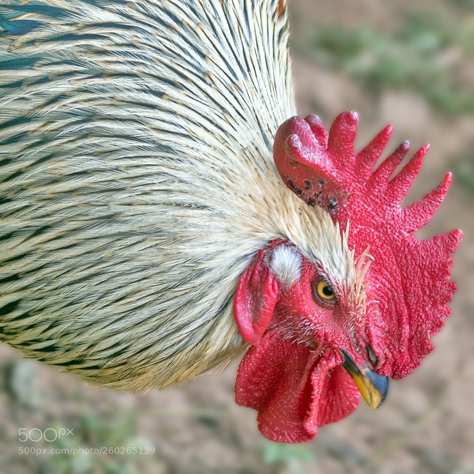 Canon EOS 5D Mark IV sample photo. The crest photography