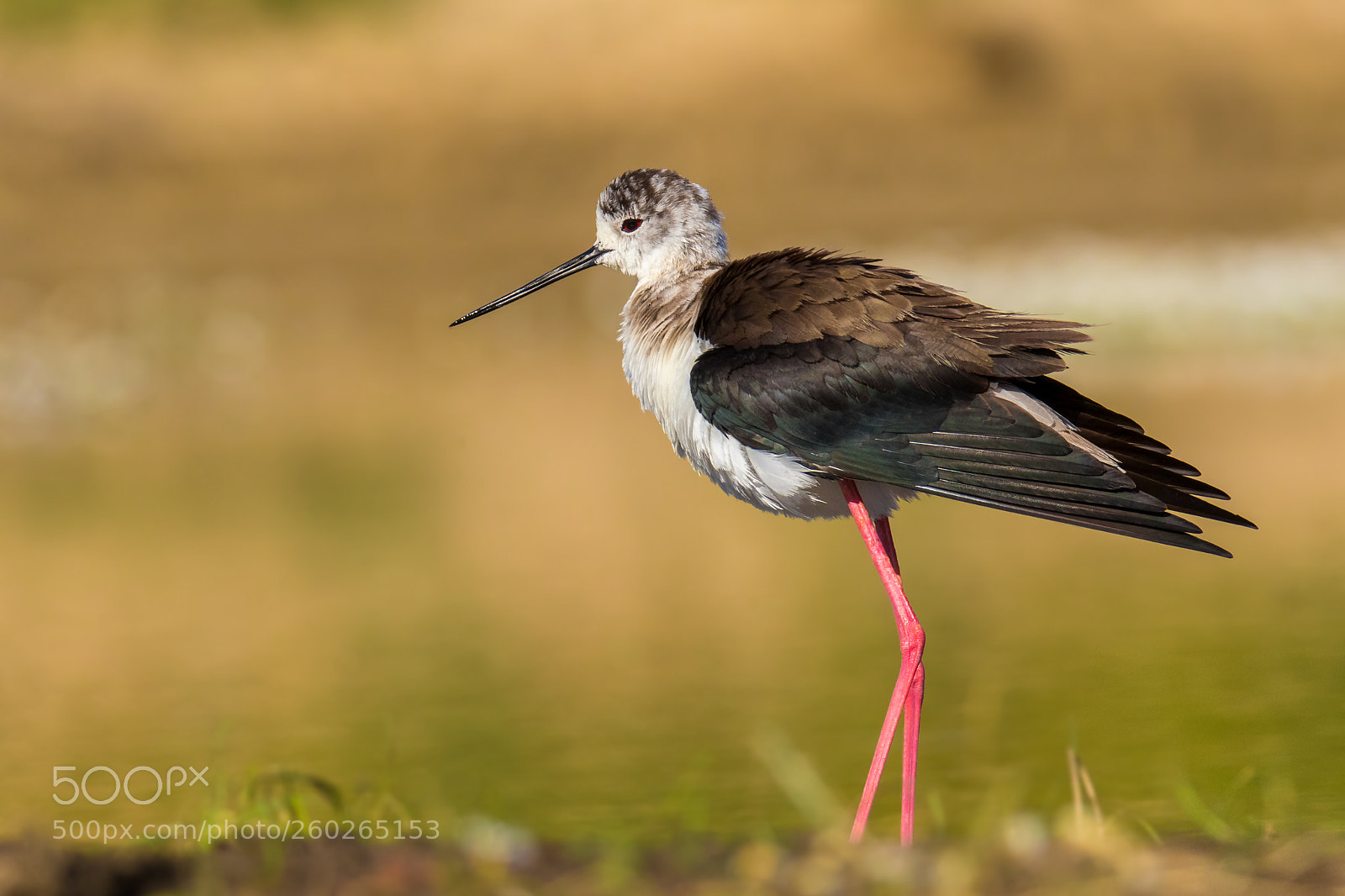 Canon EOS 7D Mark II sample photo. Black-winged stilt (himantopus himantopus) photography