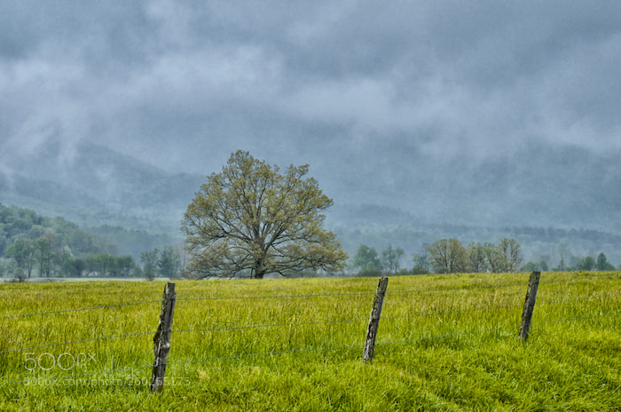 Nikon D7000 sample photo. The tree photography