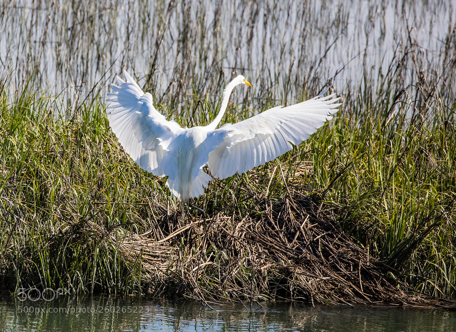 Canon EOS 5DS R sample photo. Spread landing photography