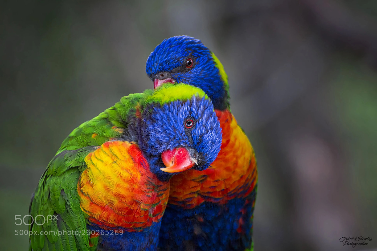 Canon EOS 100D (EOS Rebel SL1 / EOS Kiss X7) sample photo. Rainbow lorikeet trichoglossus haematodus photography