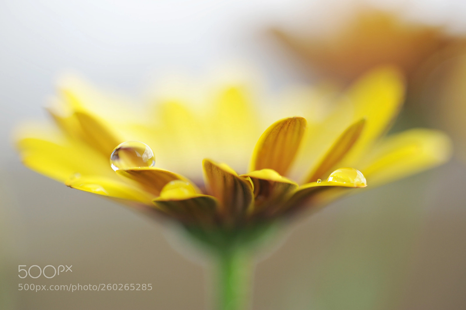 Nikon D700 sample photo. Shining ii photography