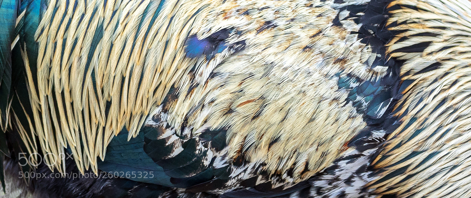 Canon EOS 5D Mark IV sample photo. The feathers photography