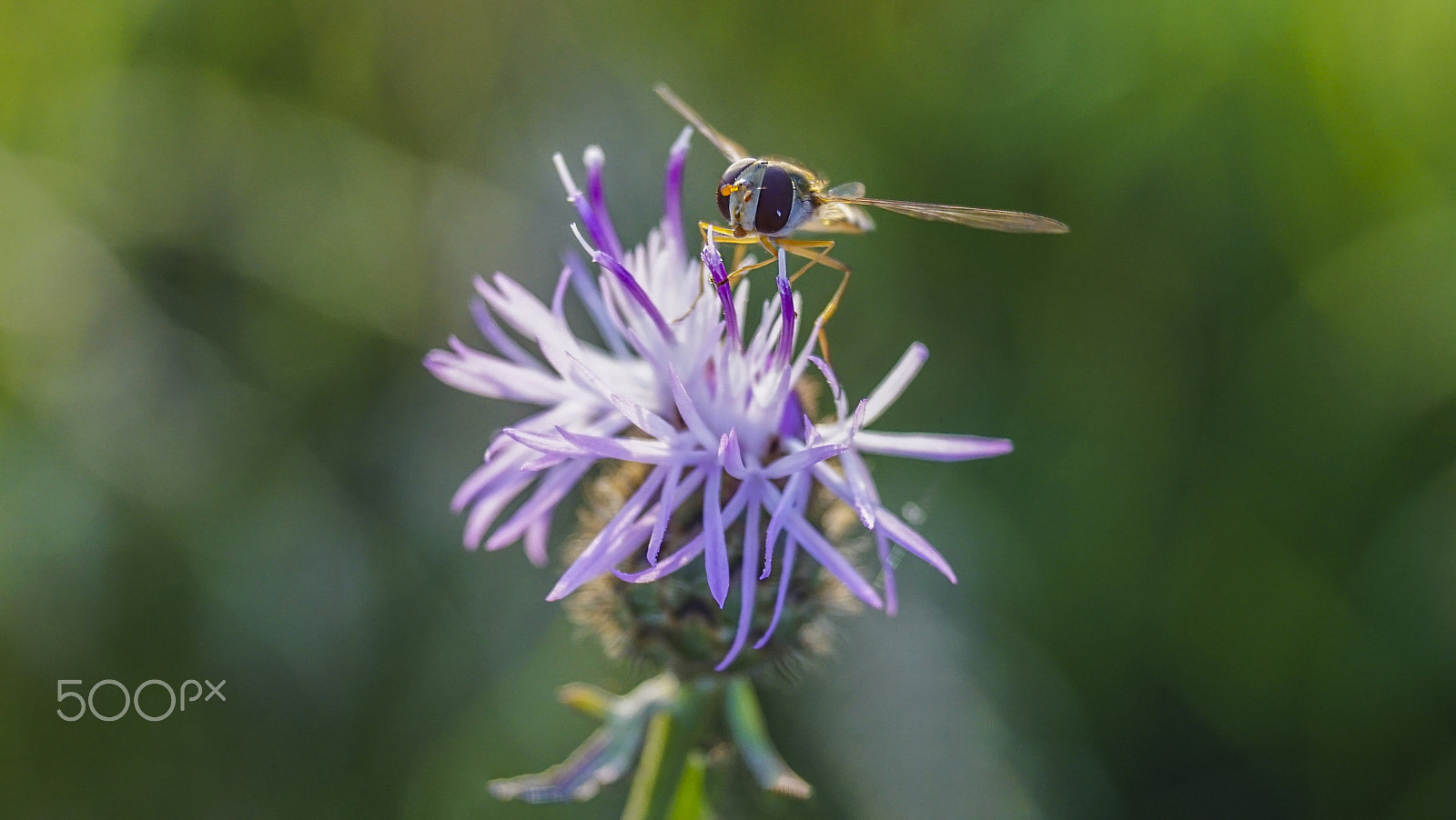 Sony SLT-A68 sample photo. Insect photography