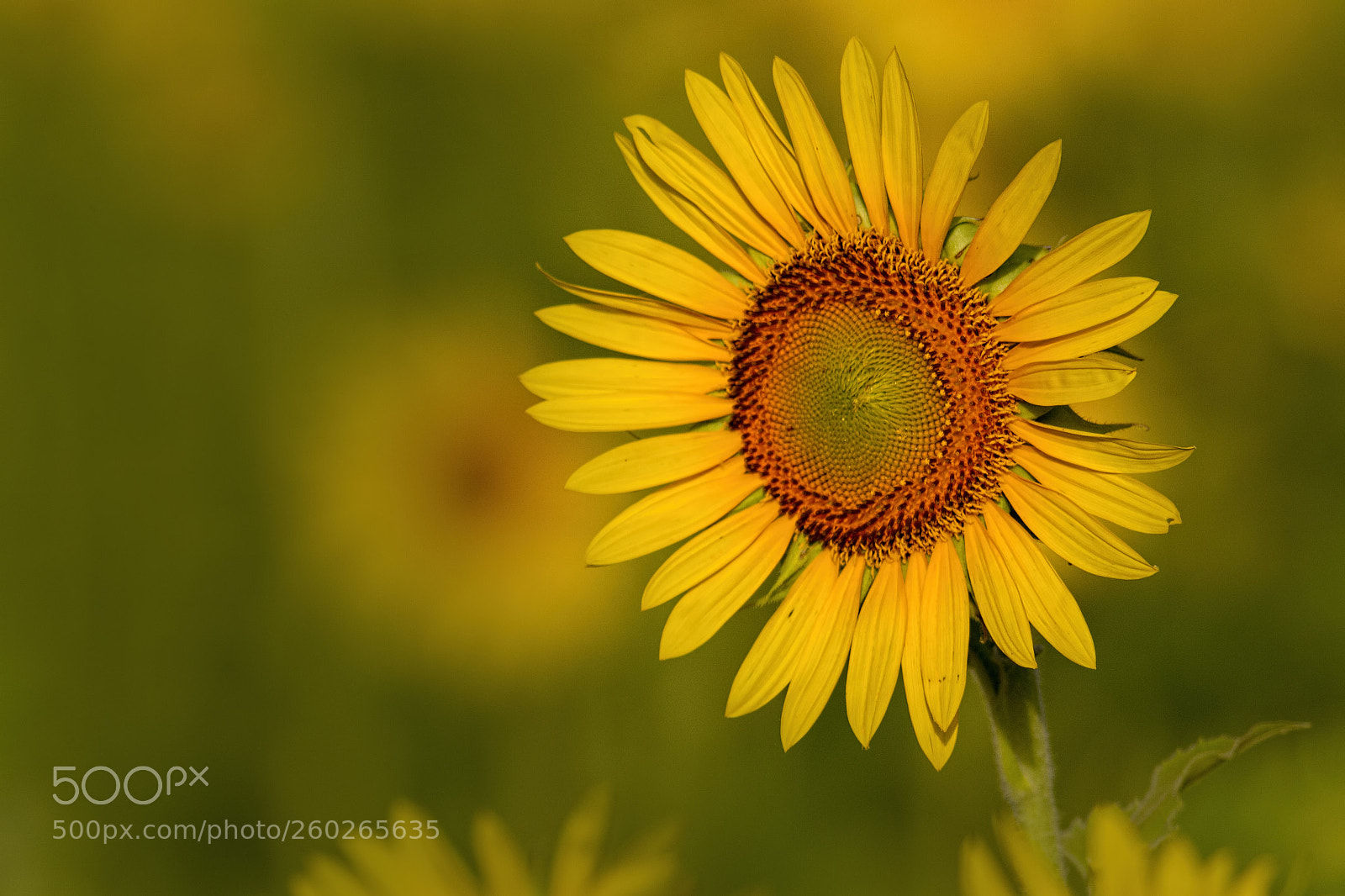 Canon EOS 7D sample photo. Sun flower... photography