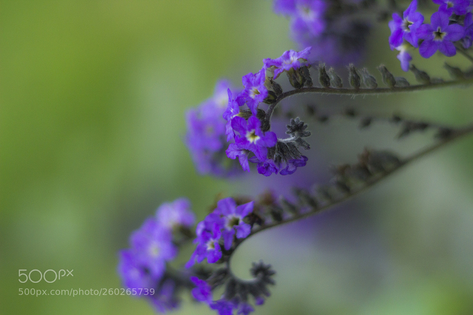 Canon EOS 600D (Rebel EOS T3i / EOS Kiss X5) sample photo. Silvestre purple photography