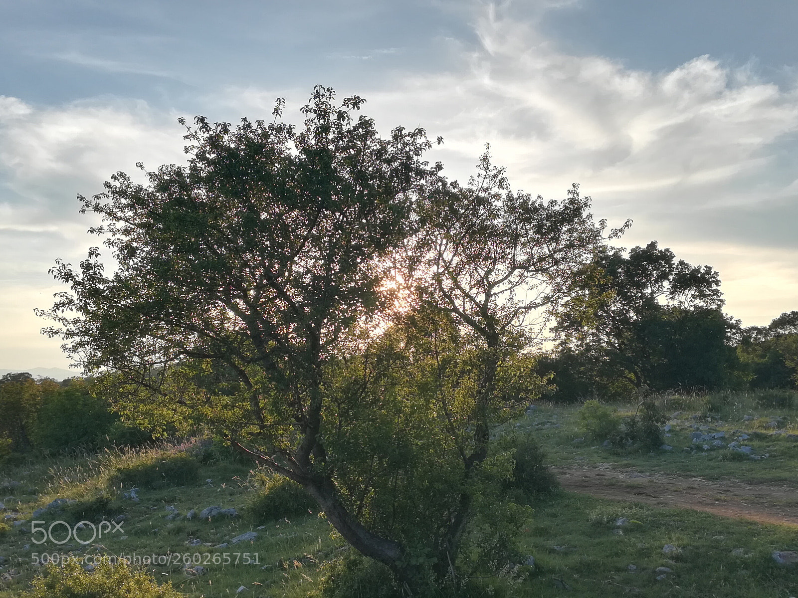 HUAWEI P10 lite sample photo. Tree at sunset photography