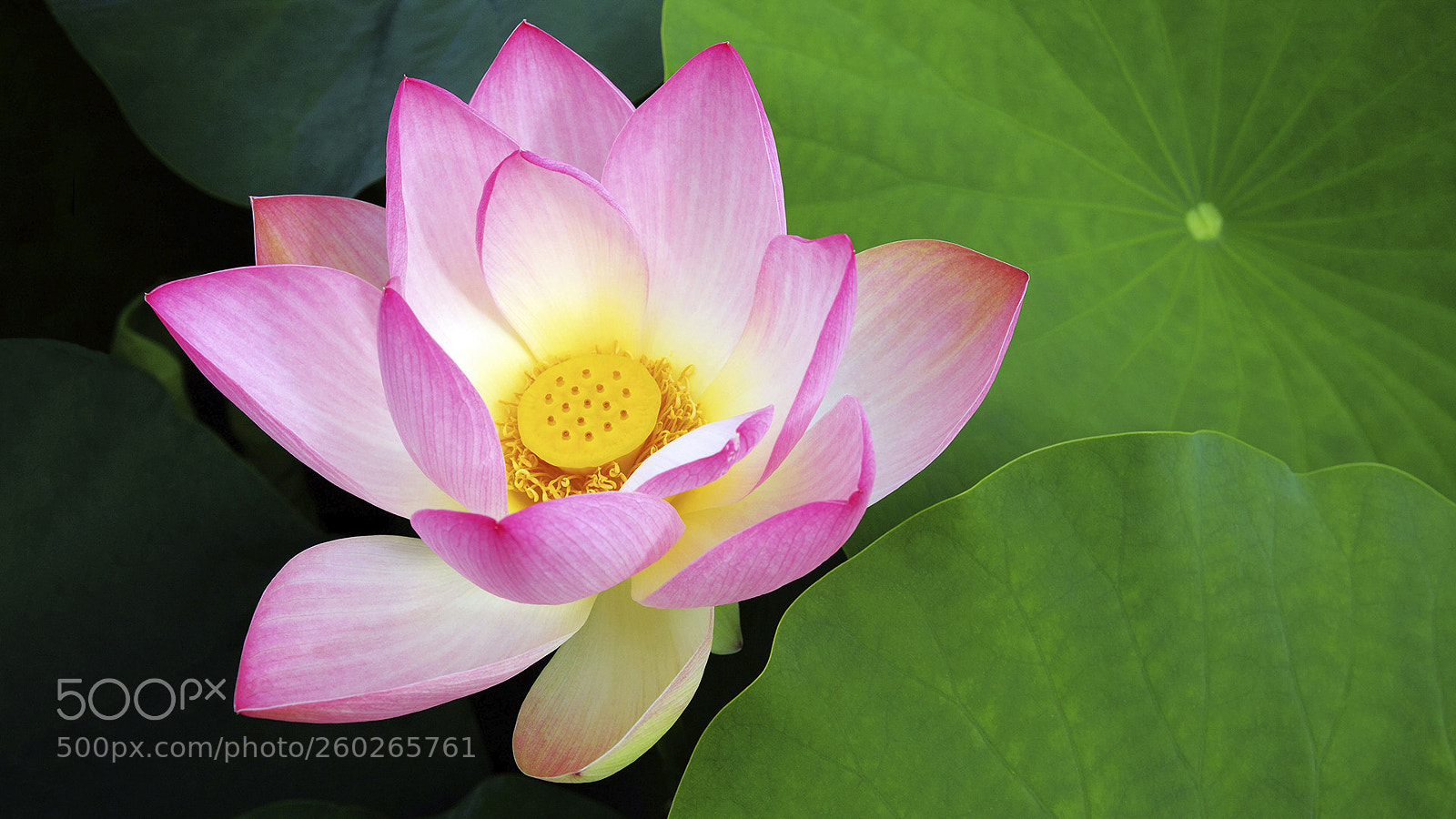 Canon EOS 5D Mark II sample photo. Lotusblume, (lotus flower) photography